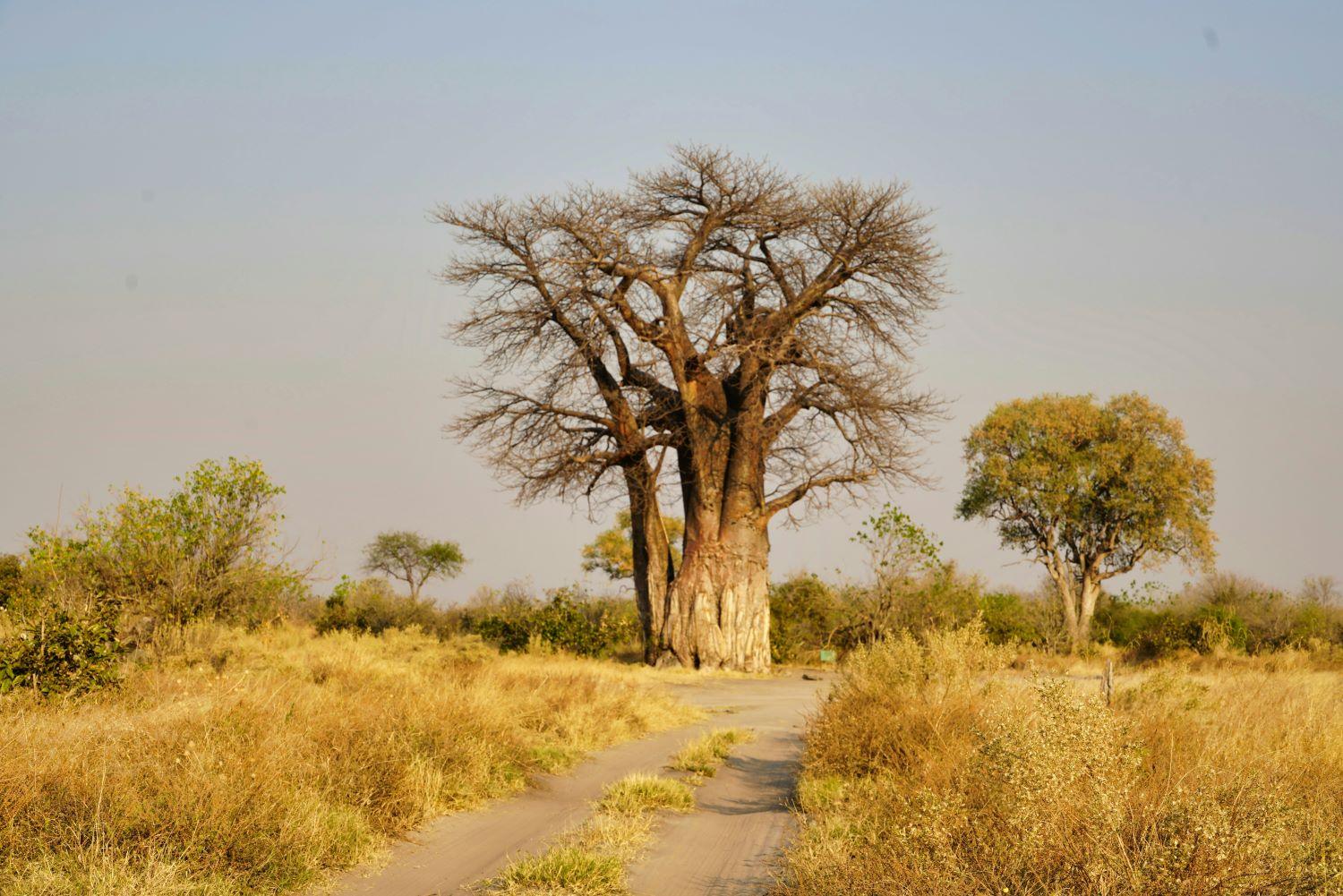 Stalked by an African Predator: My Unforgettable African Safari Adventure