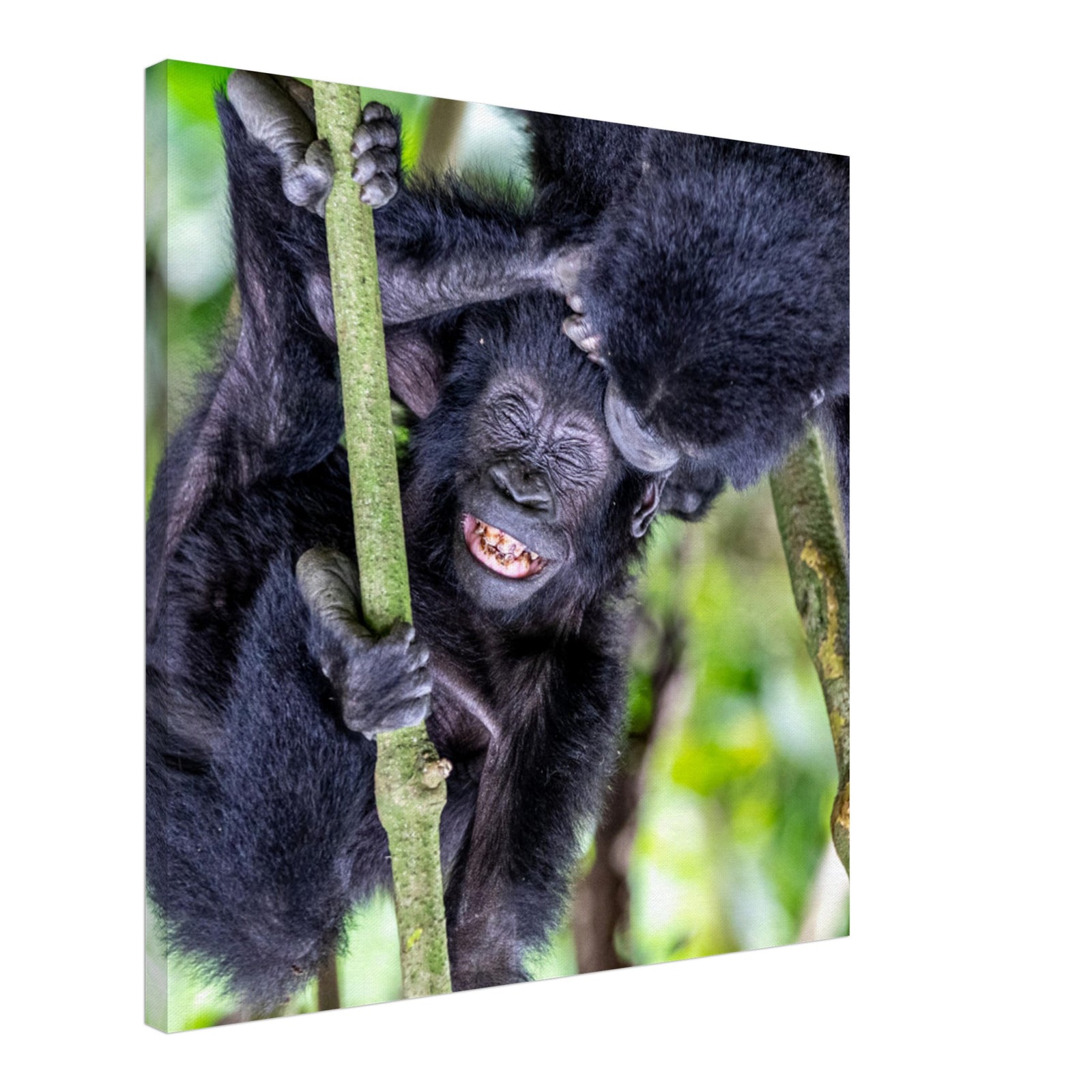Gorilla playfully climbing and embracing another.