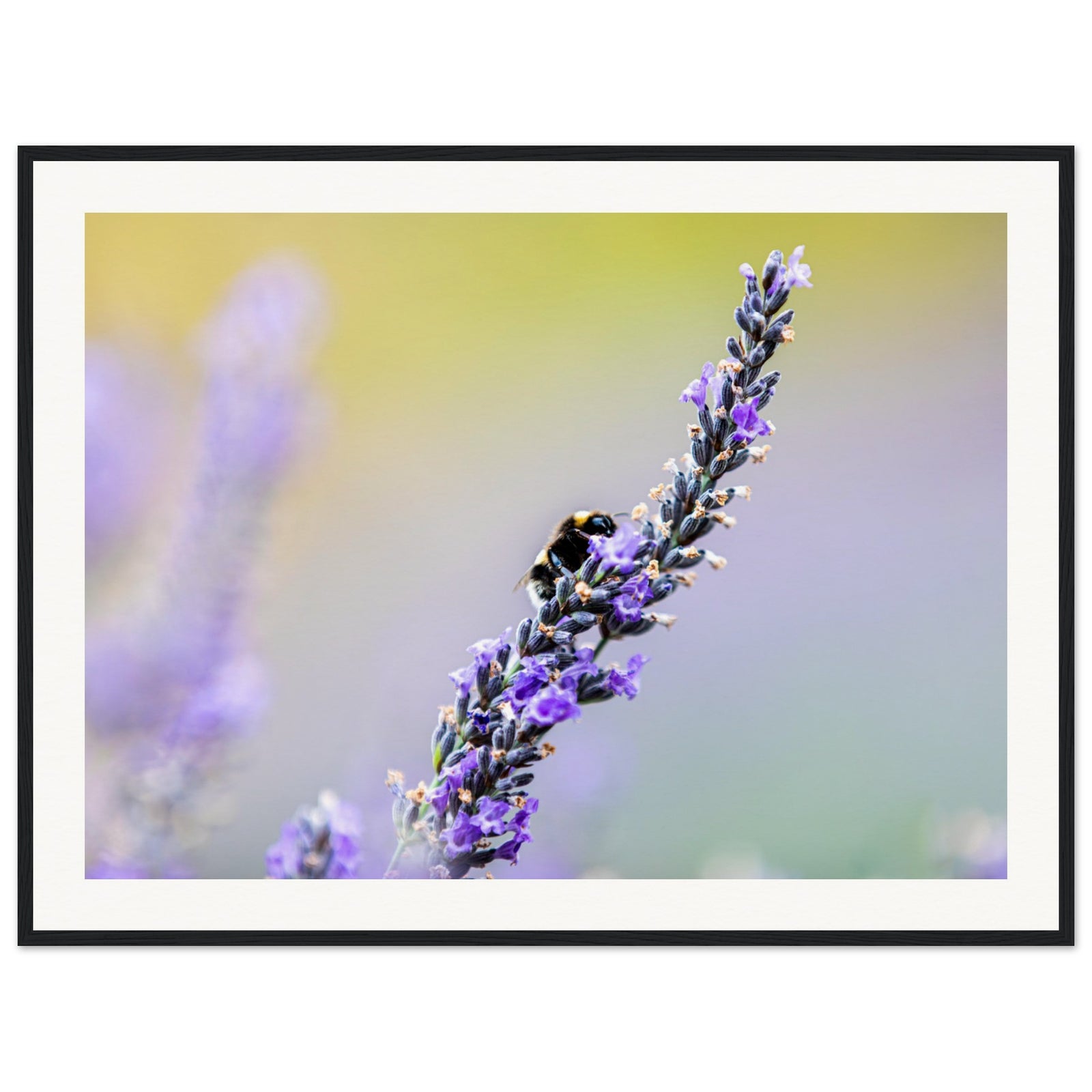 Tranquil lavender field detail with a bee in focus.