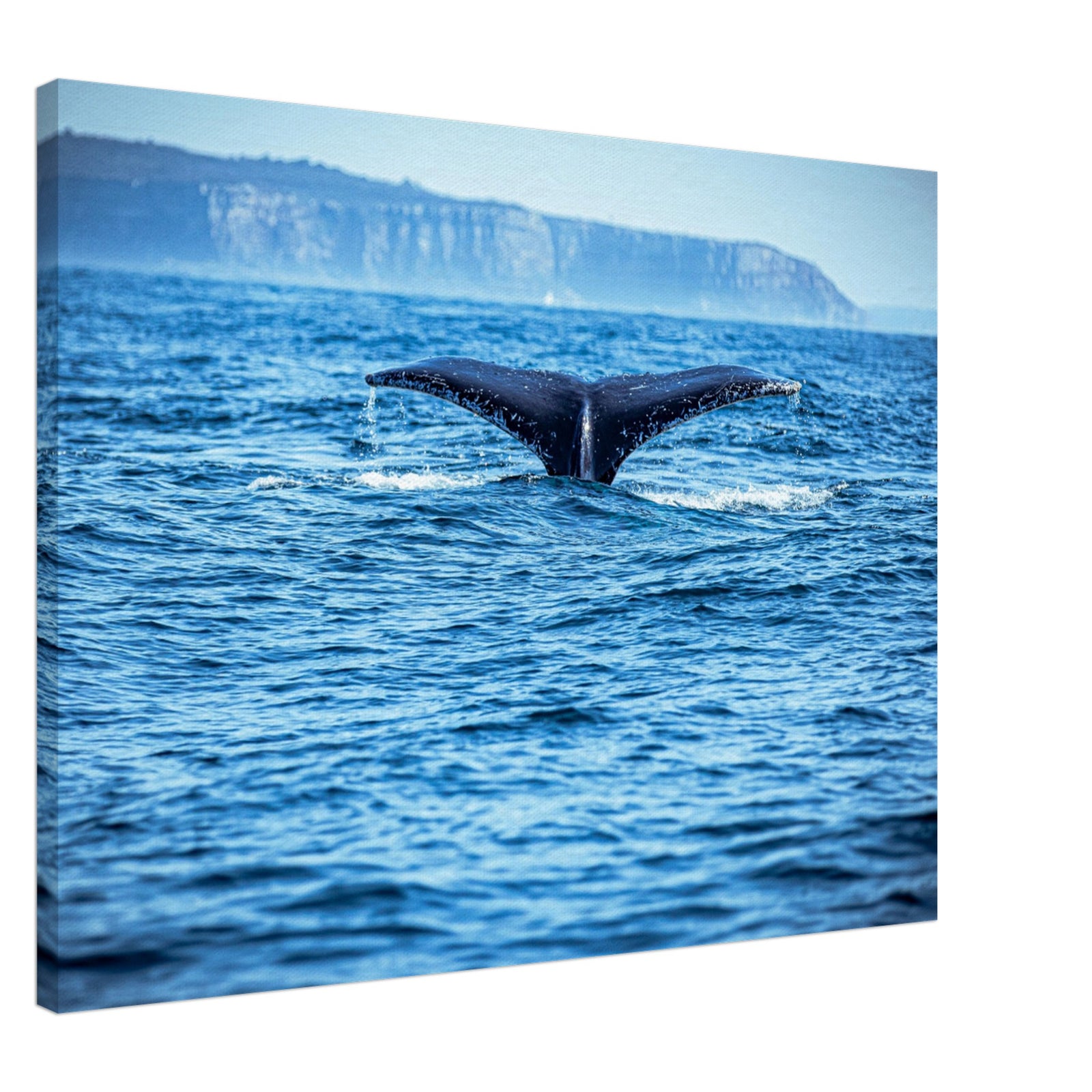 Whale fluke breaking the surface of the ocean