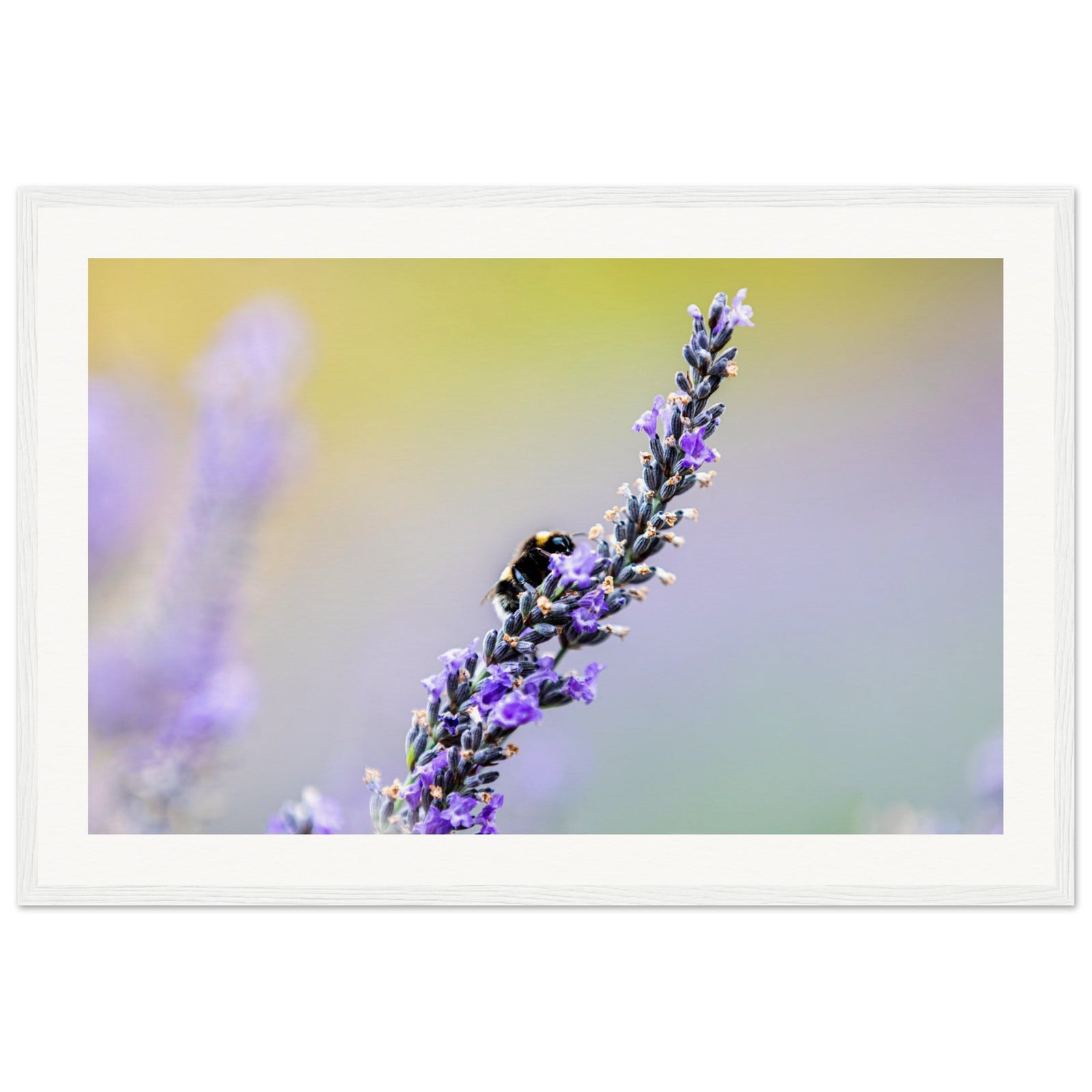 A lavender stem with a bee against a dreamy background.