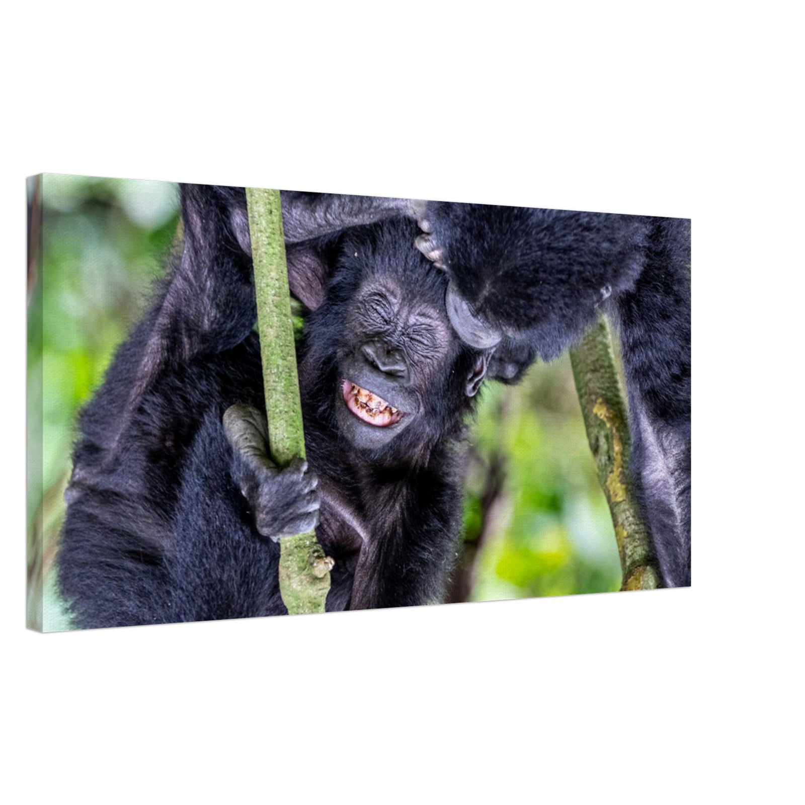 Joyful primate interaction captured in the canopy.