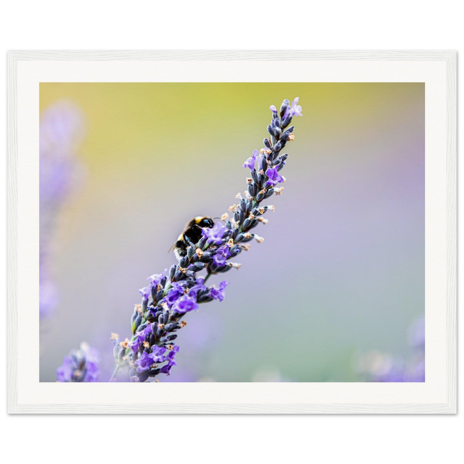 Framed botanical image featuring a bee on purple lavender.