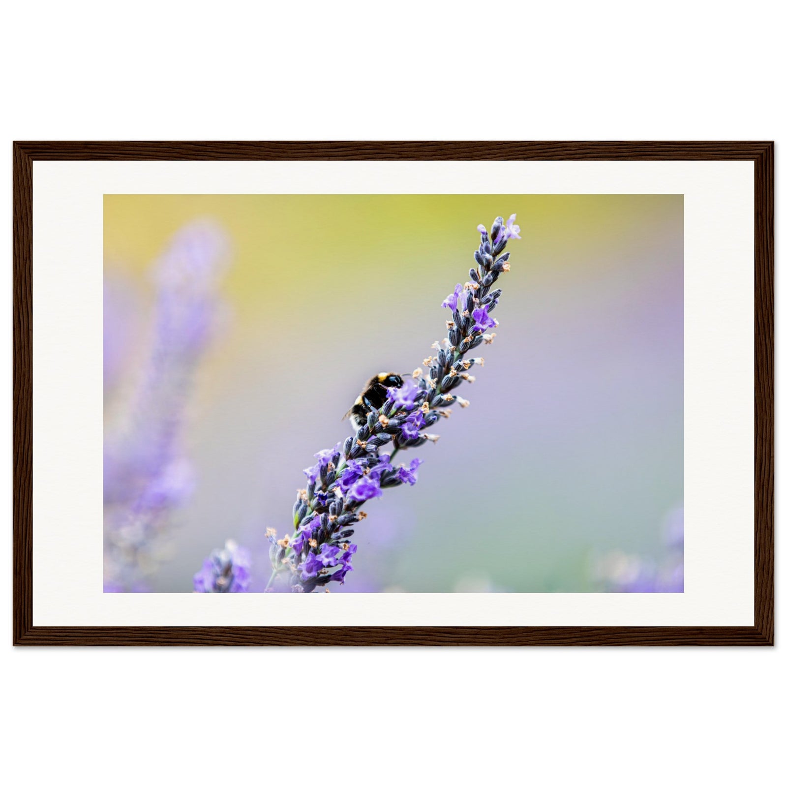 Busy bee exploring vibrant lavender buds in full bloom.