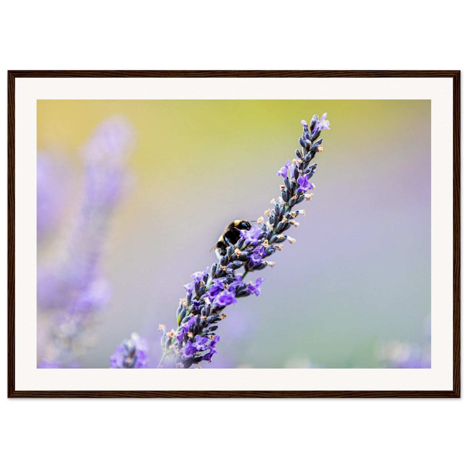 Sharp macro of a bee on lavender with soft-focus background.