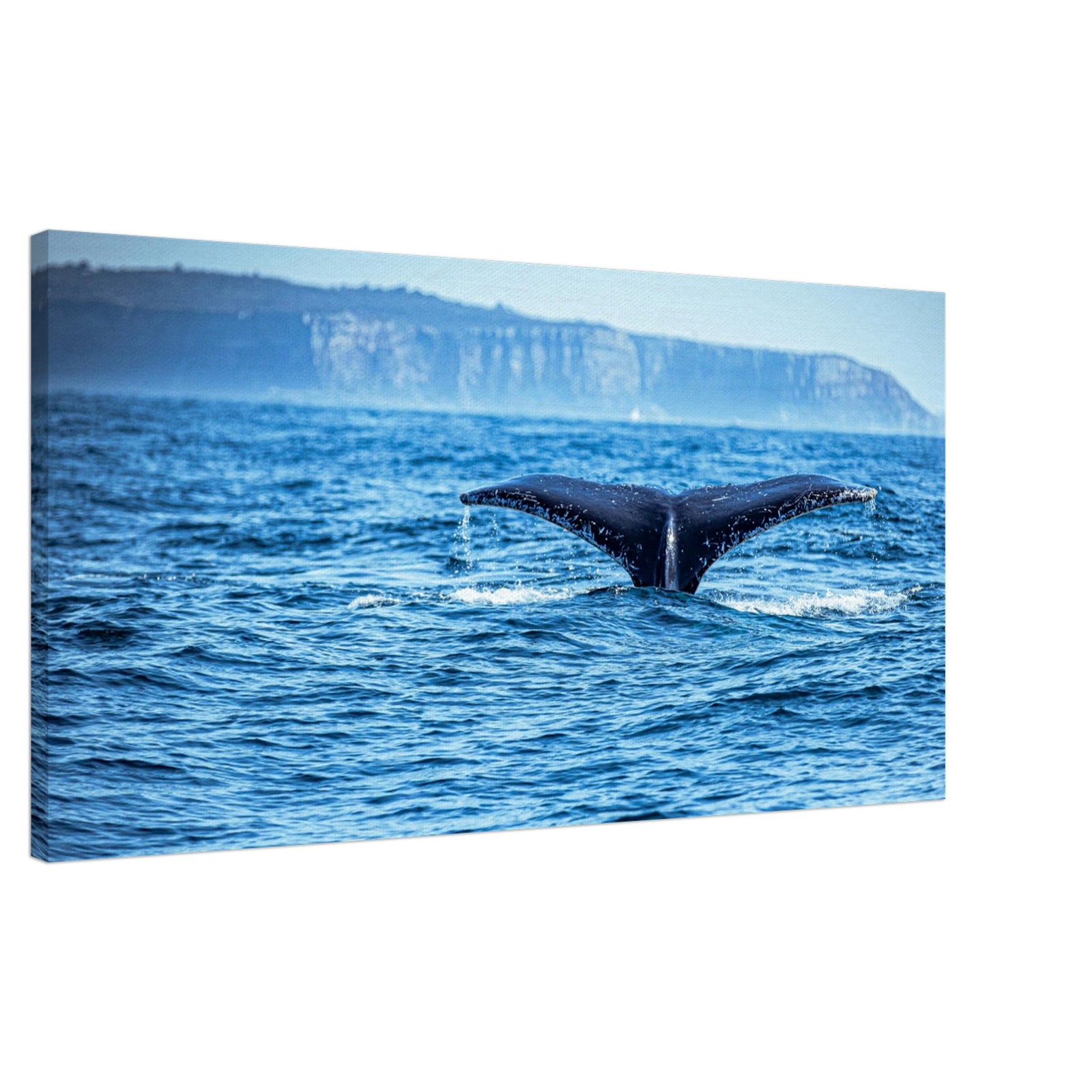 Marine wildlife scene featuring a whale tail in motion