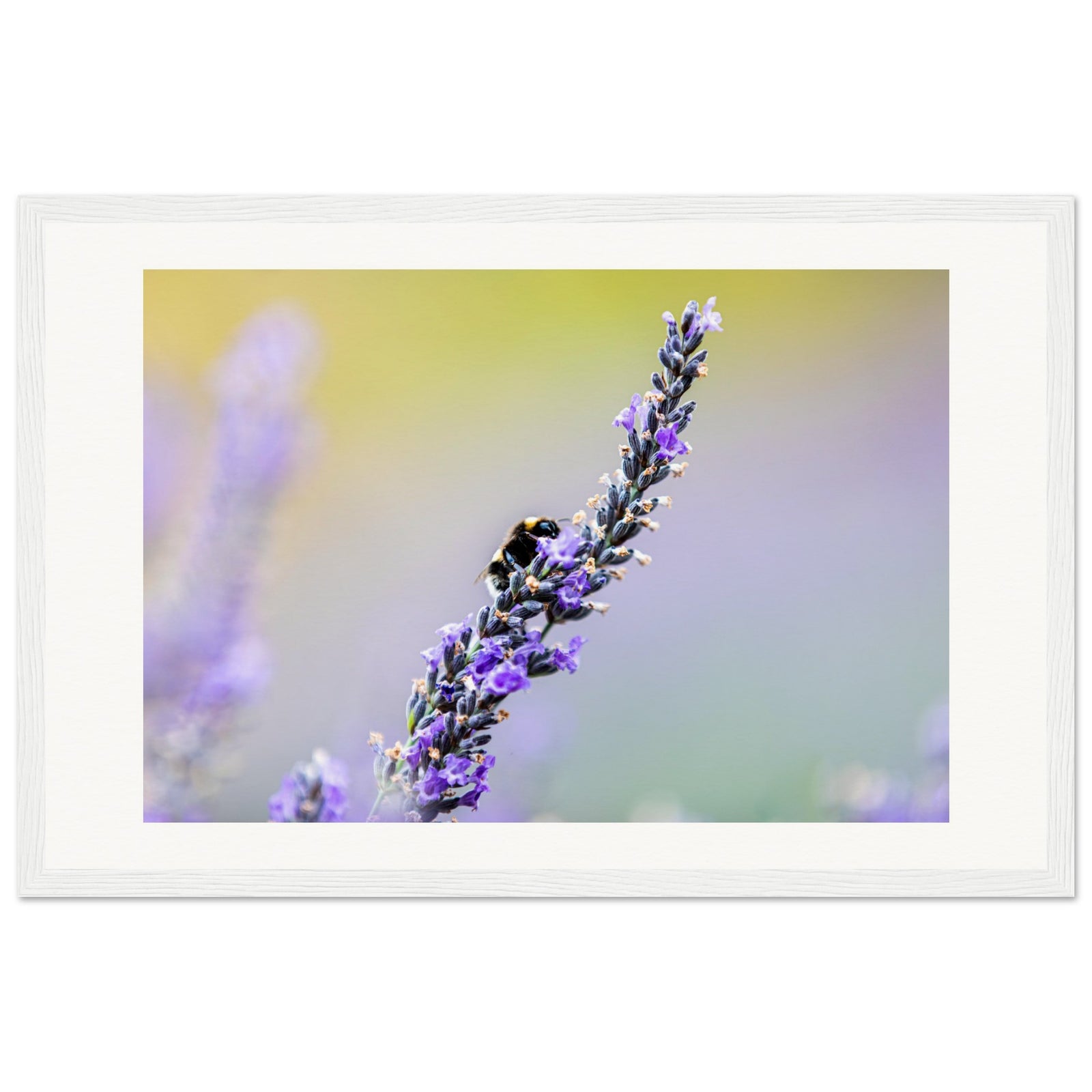 A detailed shot of a bee perched on lavender in bloom.