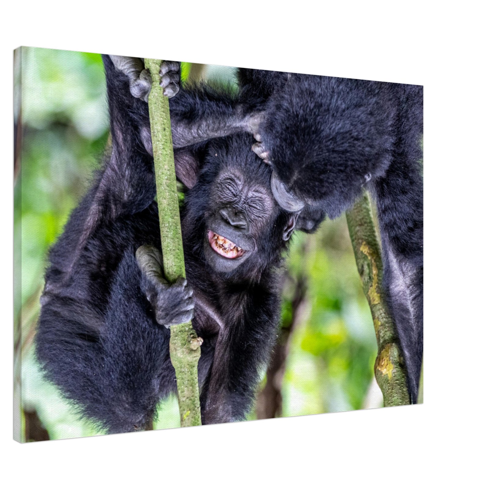 Gorilla baring teeth while in a relaxed jungle scene.