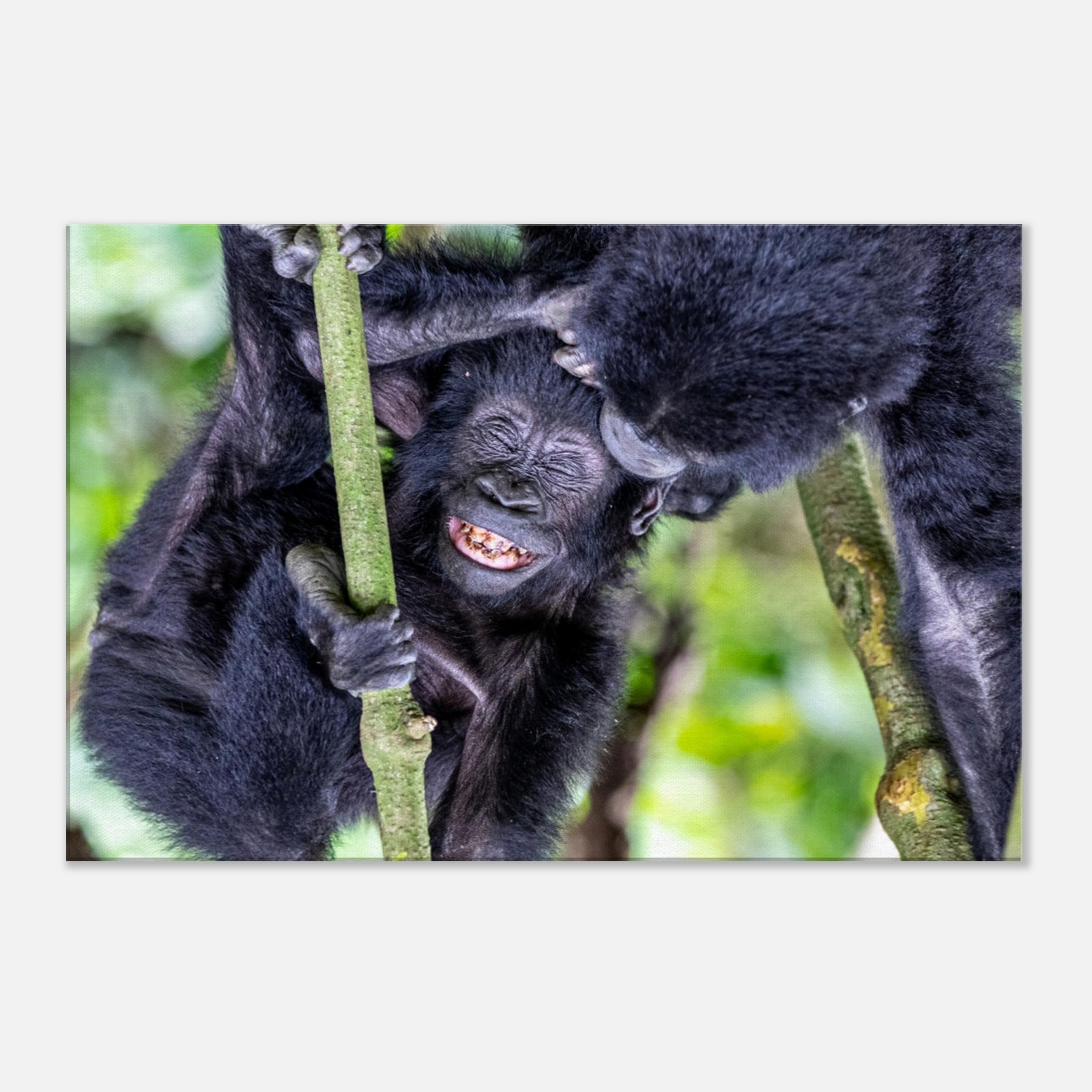 A young gorilla grinning joyfully while clinging to a tree branch.
