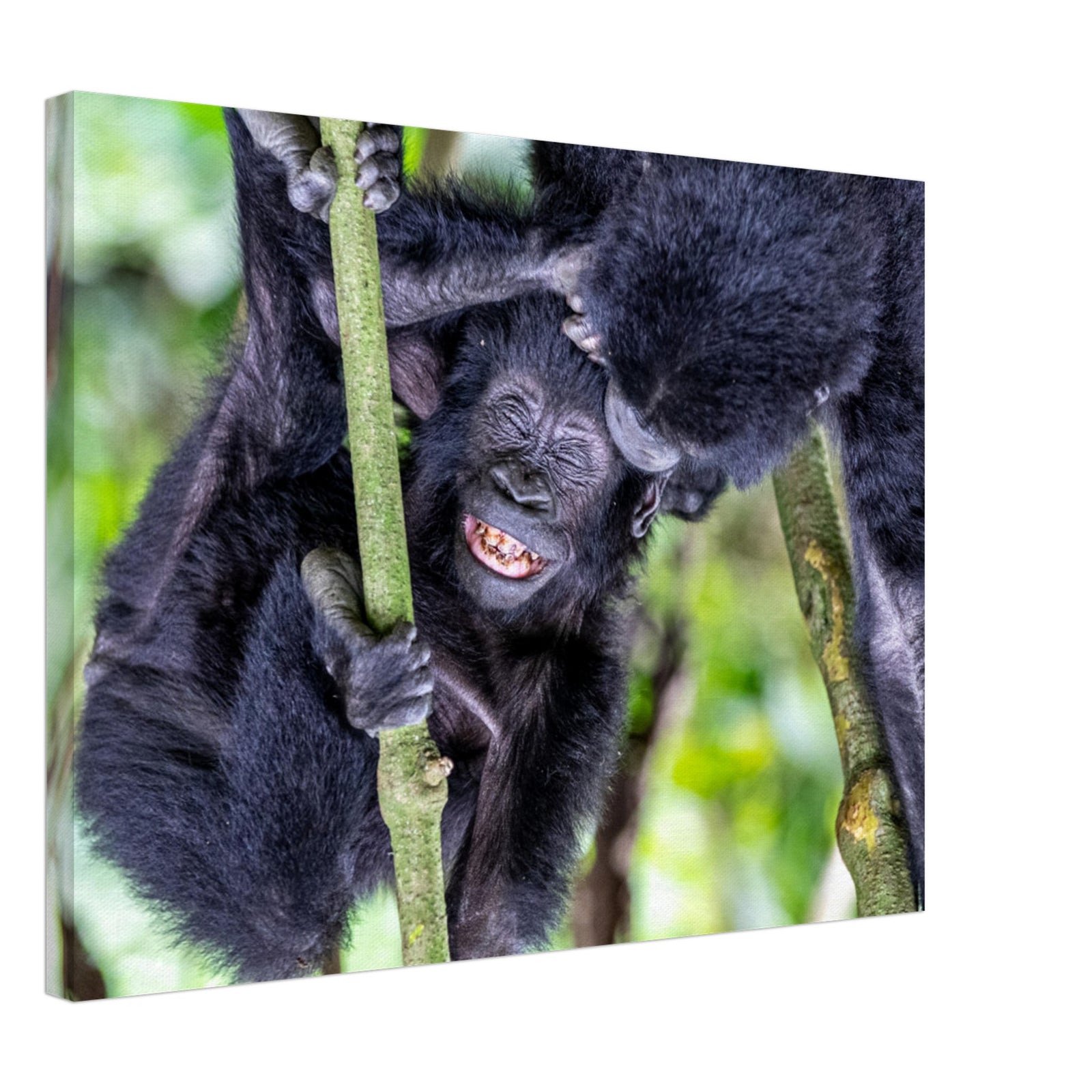 Mother gorilla and baby sharing a close playful moment.