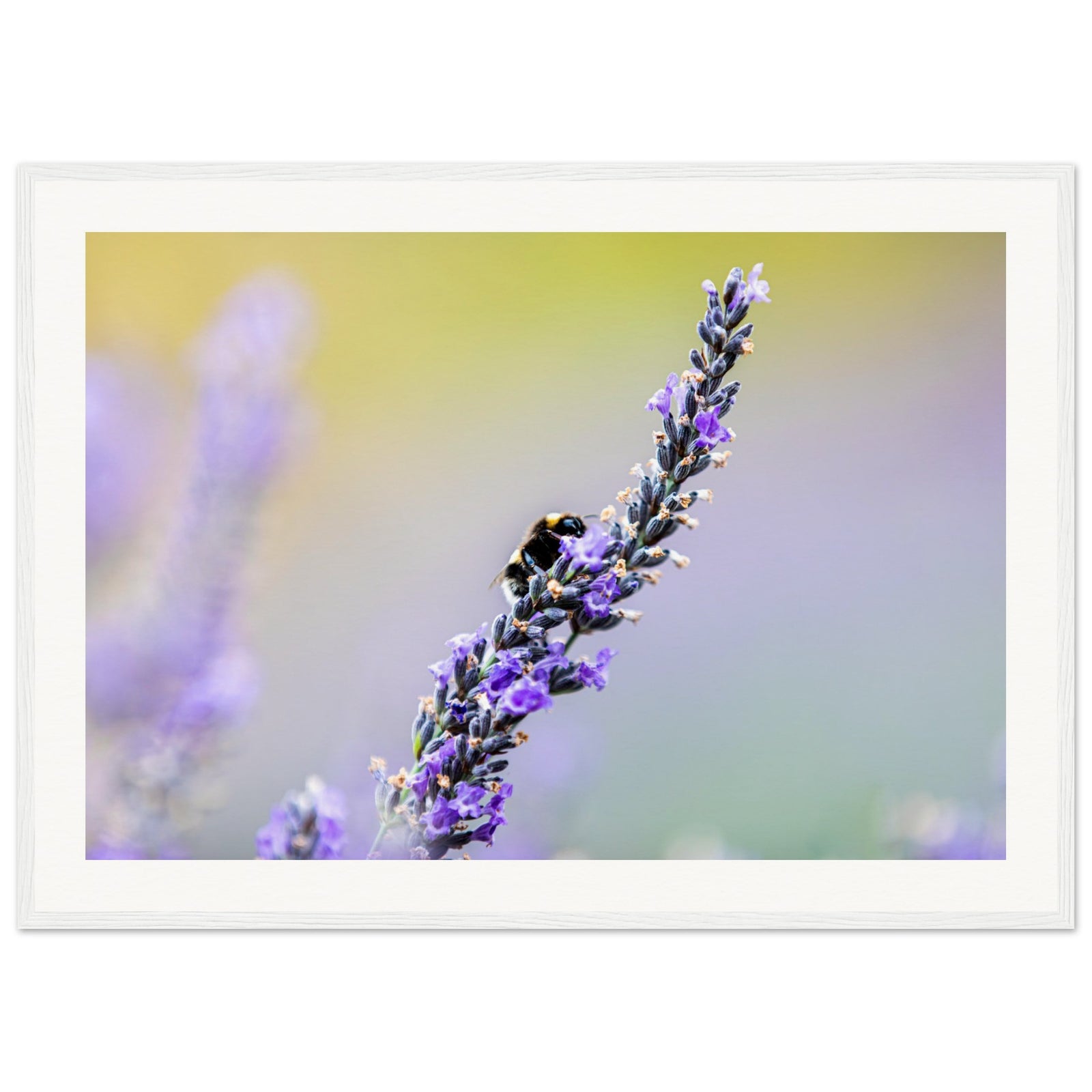 Captivating nature moment of a bee on fragrant lavender.