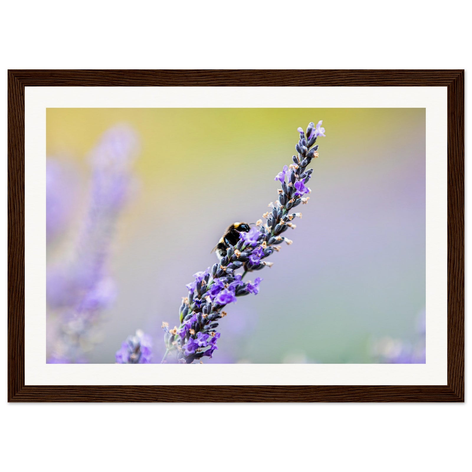 Pollinator drawn to fresh lavender blossoms in spring light.