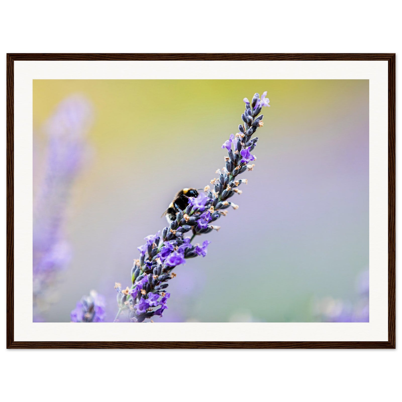 Bee visiting lavender in a pastel-toned natural setting.