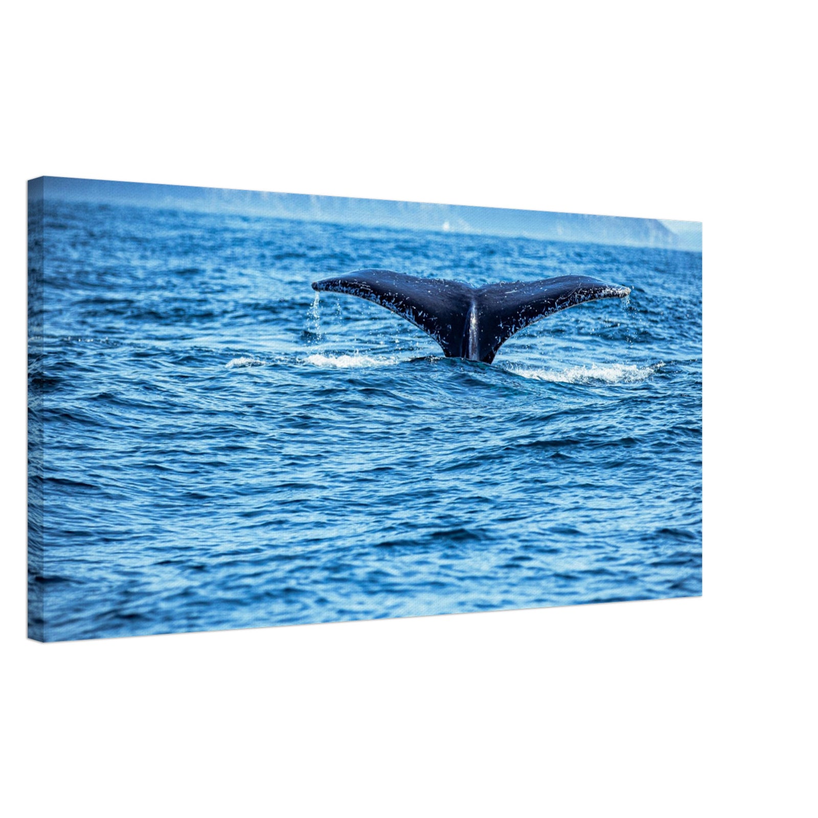 Whale fluke lifted in graceful curve above water