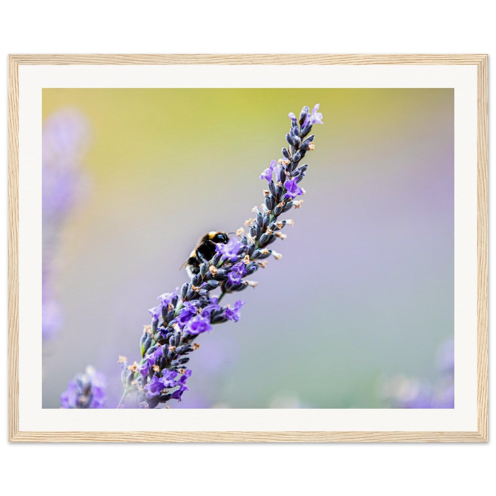 Framed art of lavender flowers with a bee in center focus.