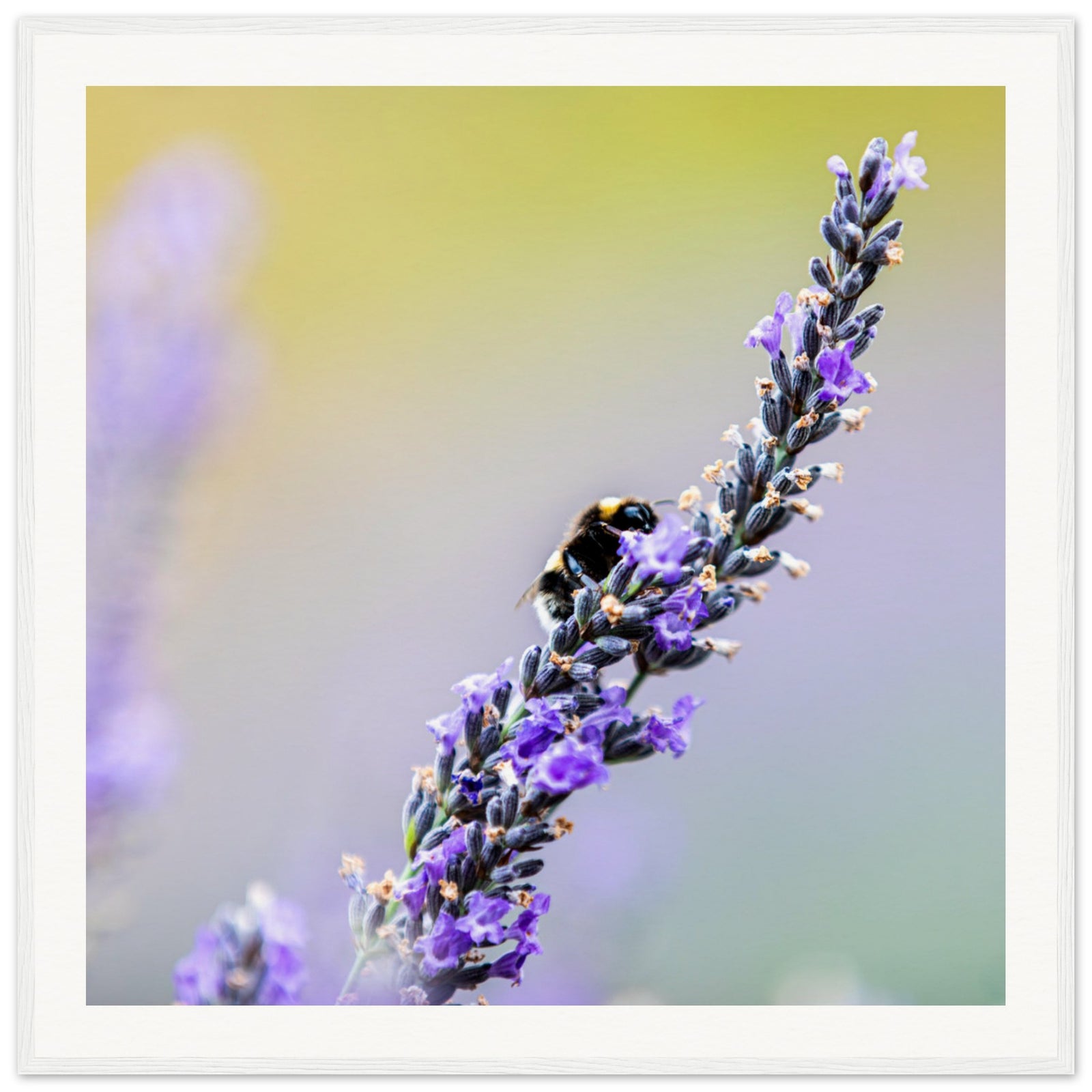 Framed view of a honeybee on a lavender stalk in bloom.