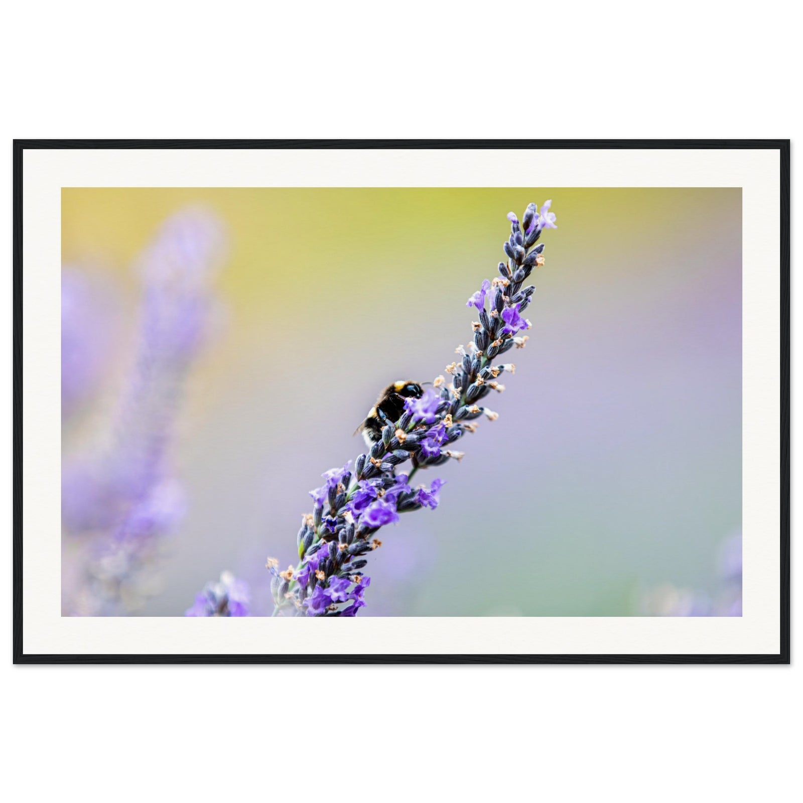Fine art photo of lavender and bee interaction in nature.