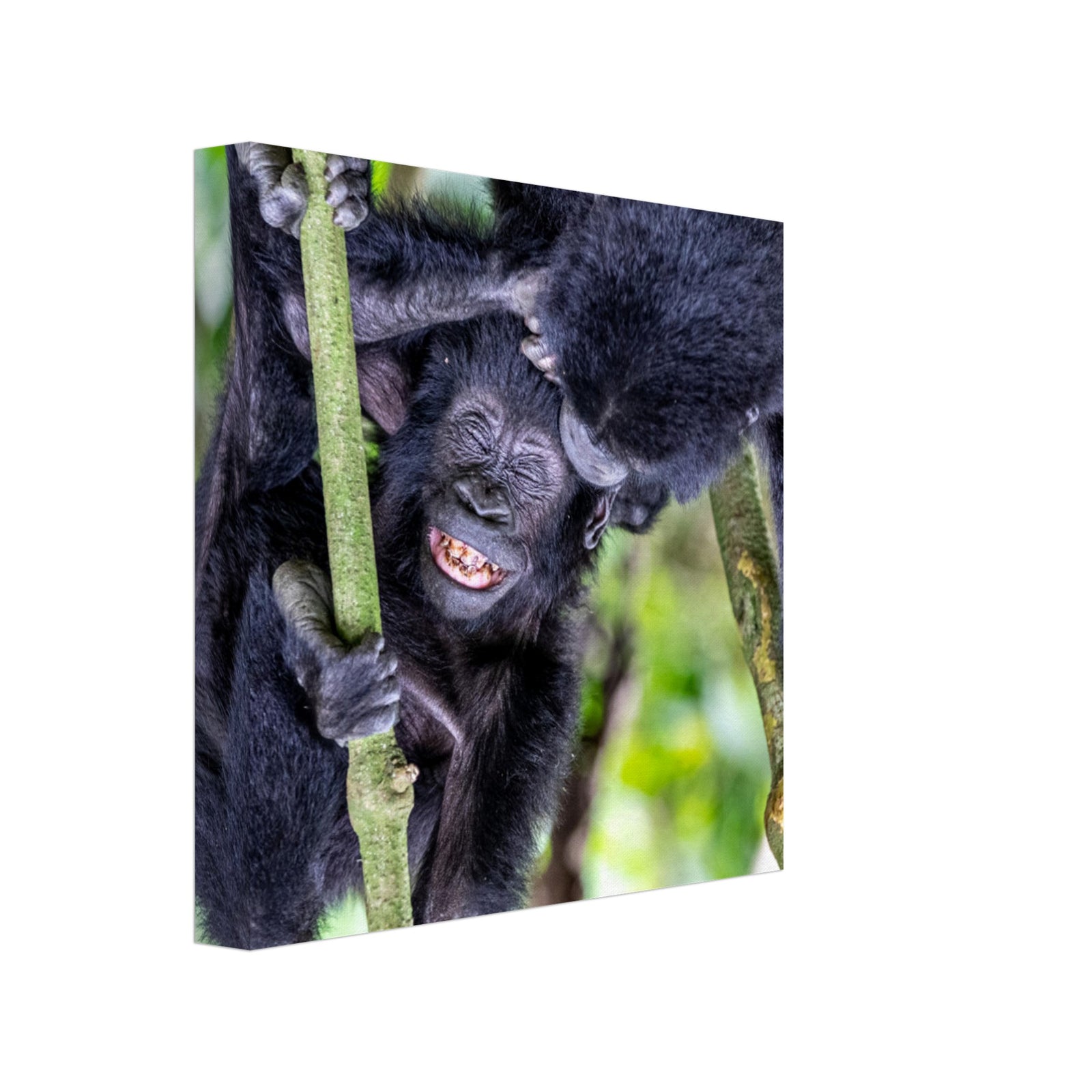 Baby gorilla laughing as another gorilla interacts with it.