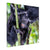 Gorilla playfully climbing and embracing another.

