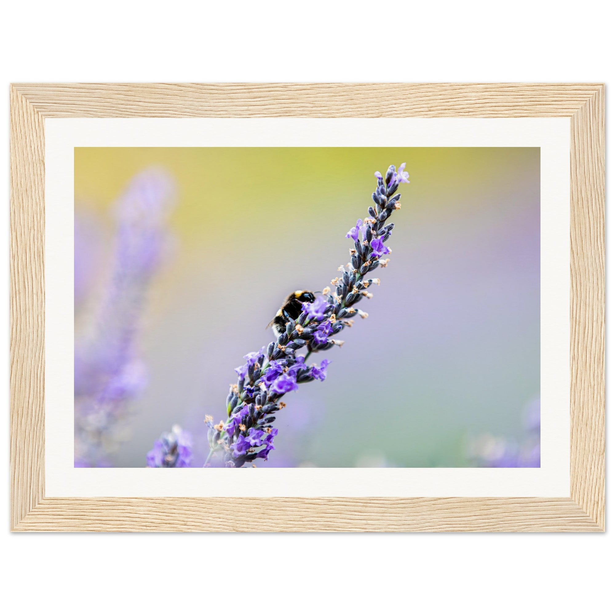 Close-up nature photo of a lavender bloom and busy bee.

