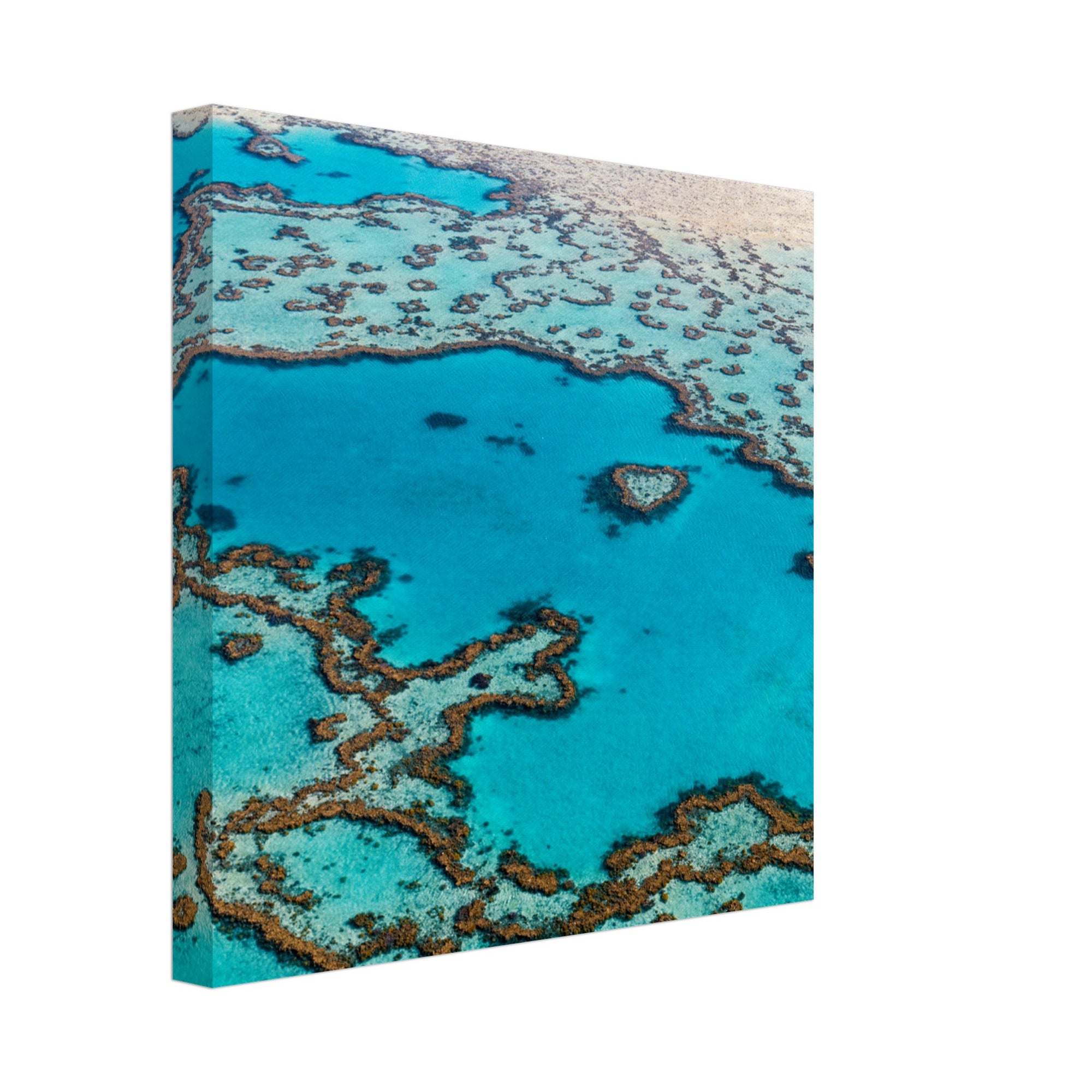 Stunning coral designs in shallow turquoise ocean water.

