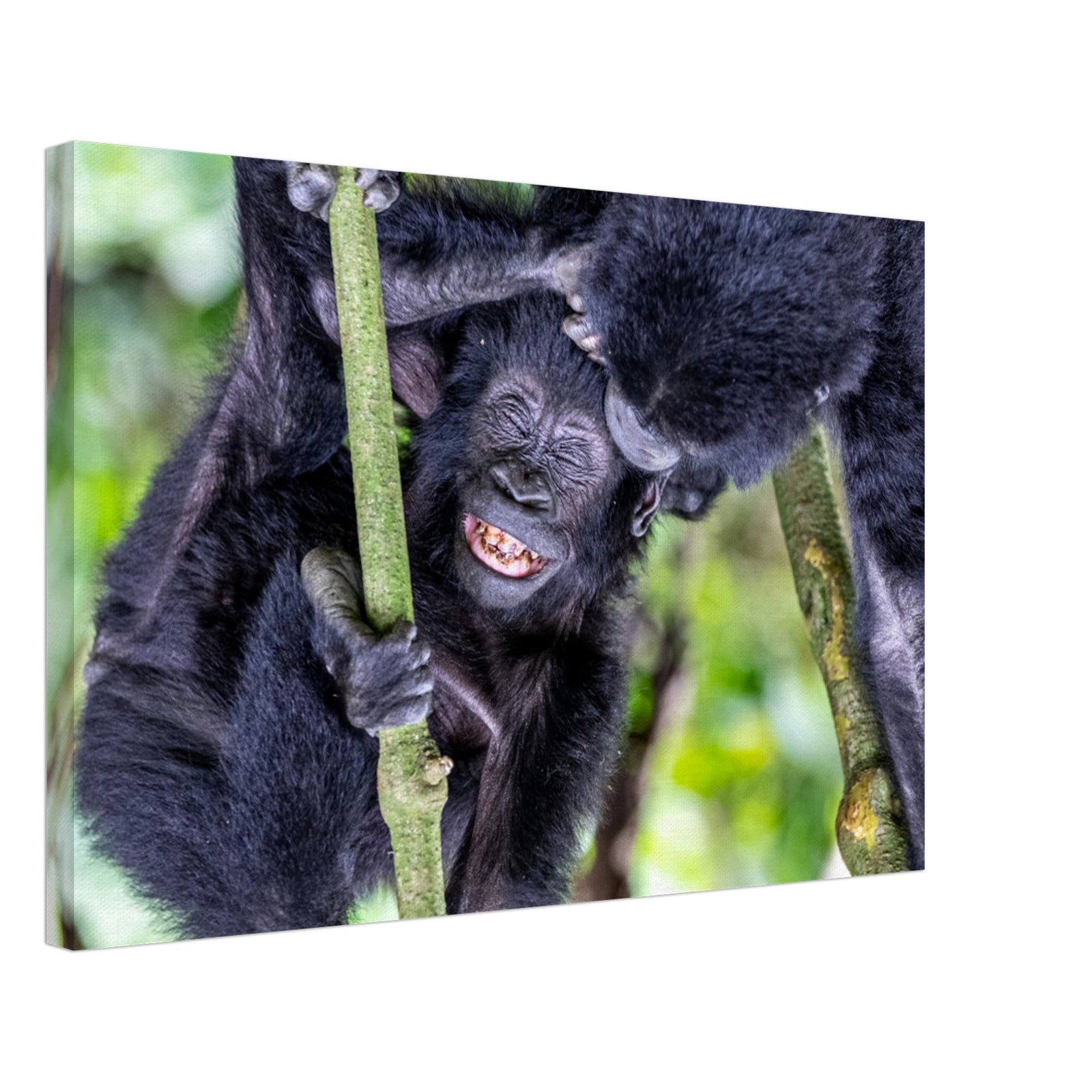 Close-up of happy gorilla amid leafy green background.


