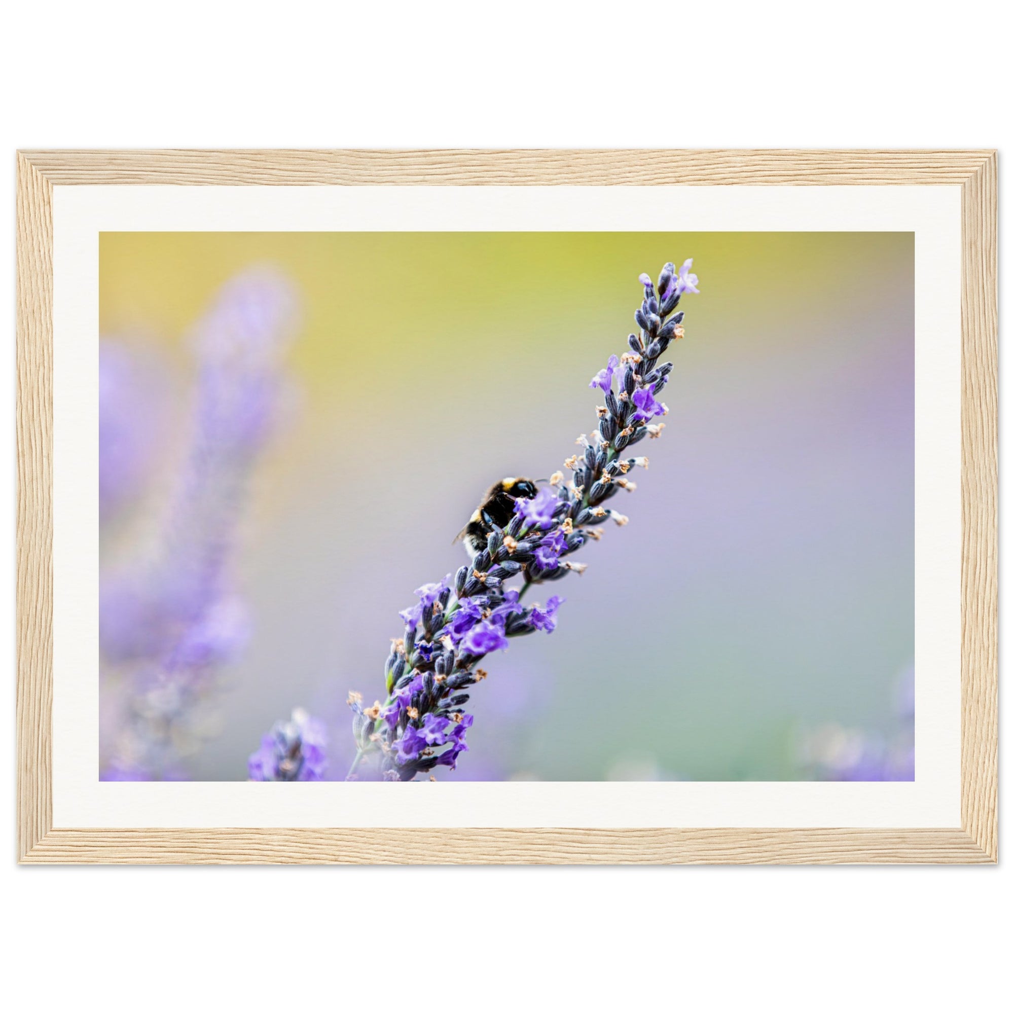 Natural harmony of bee and lavender captured in soft focus.

