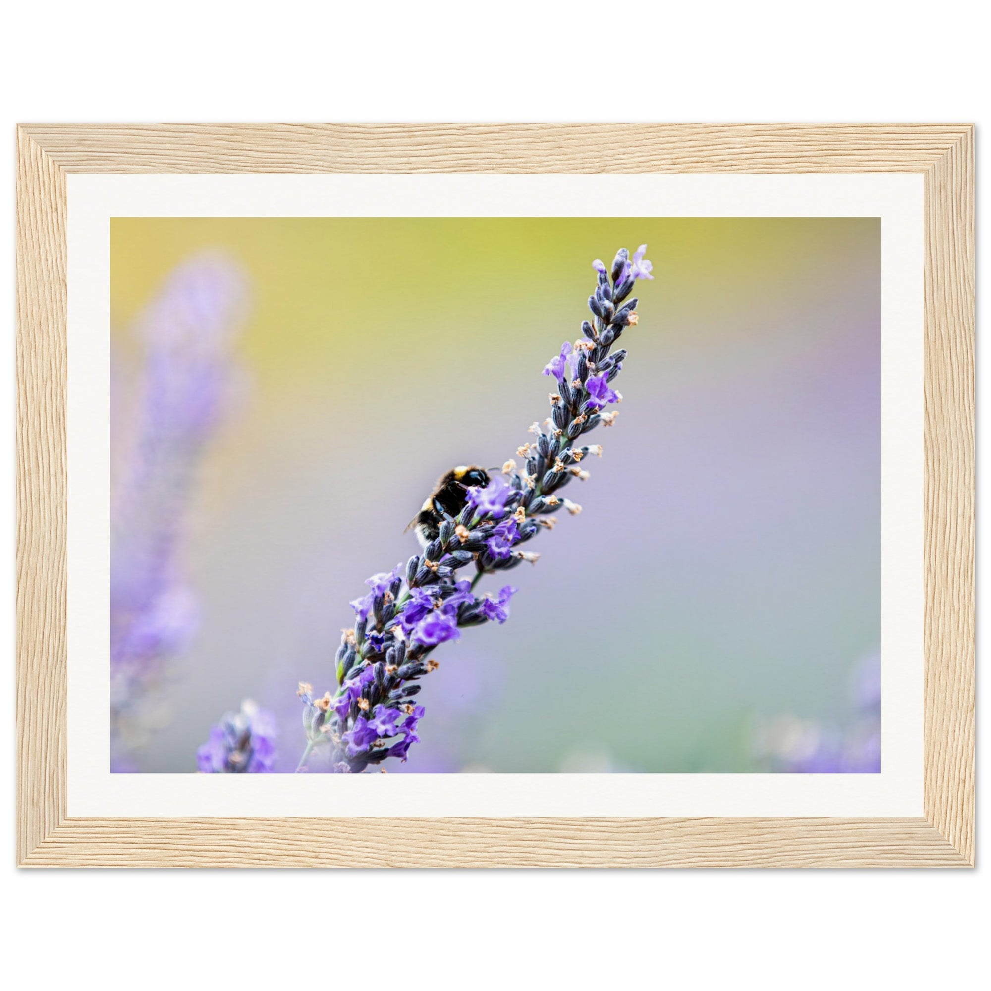 Bumblebee on lavender blossom with blurred bokeh background.

