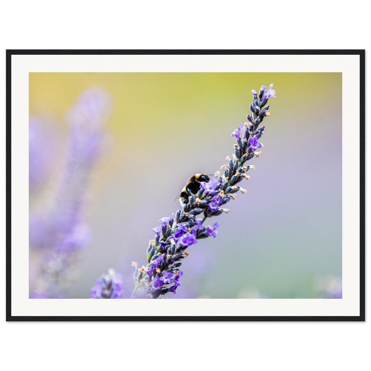 Tranquil lavender field detail with a bee in focus.

