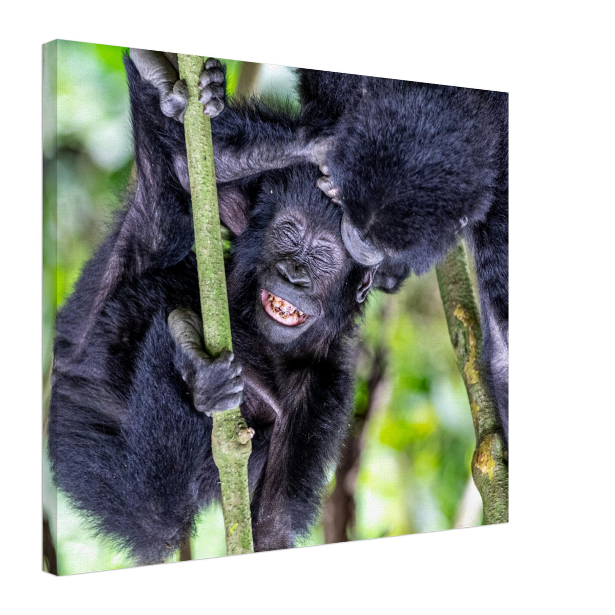 Jungle gorillas engaging in social grooming or play.

