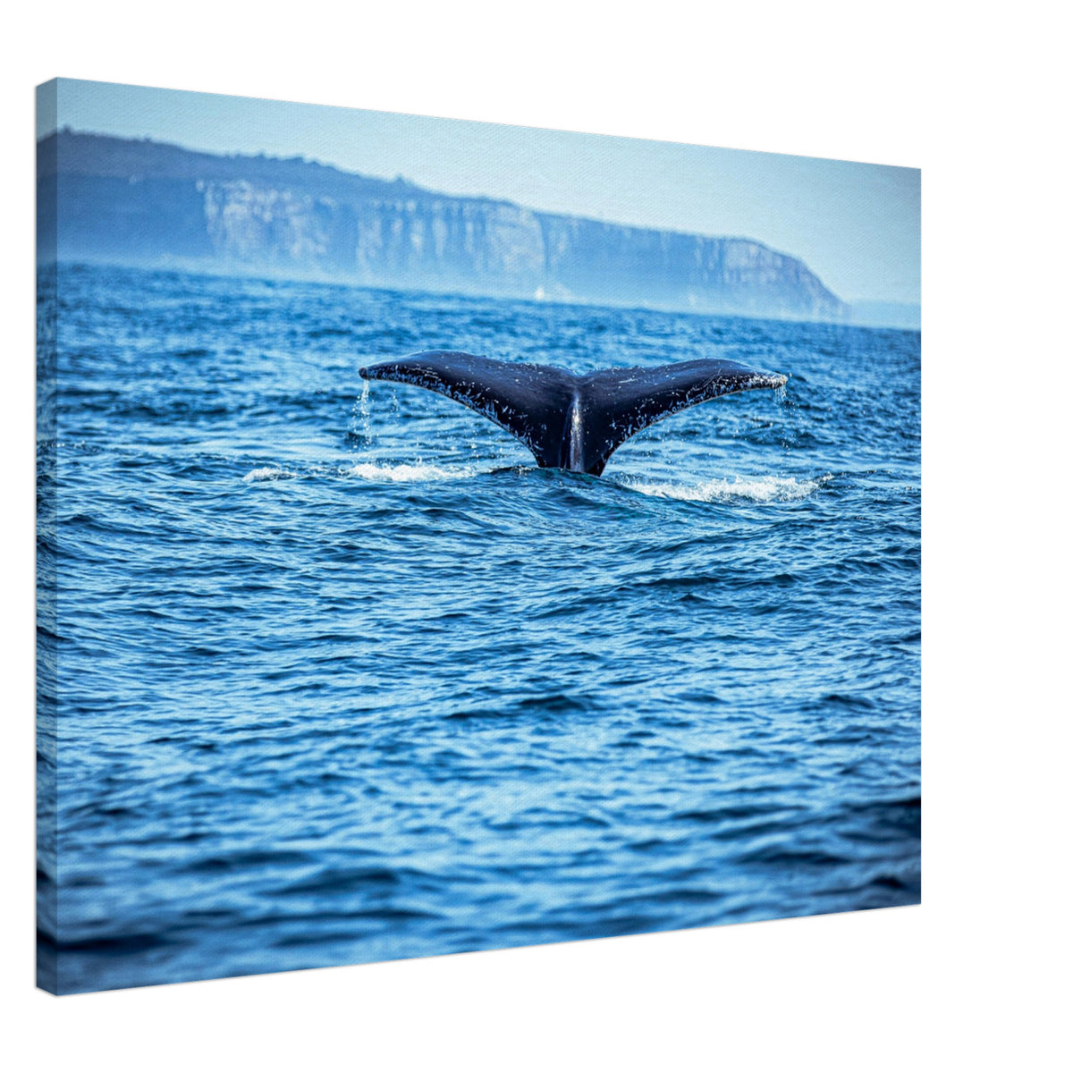 Whale fluke breaking the surface of the ocean


