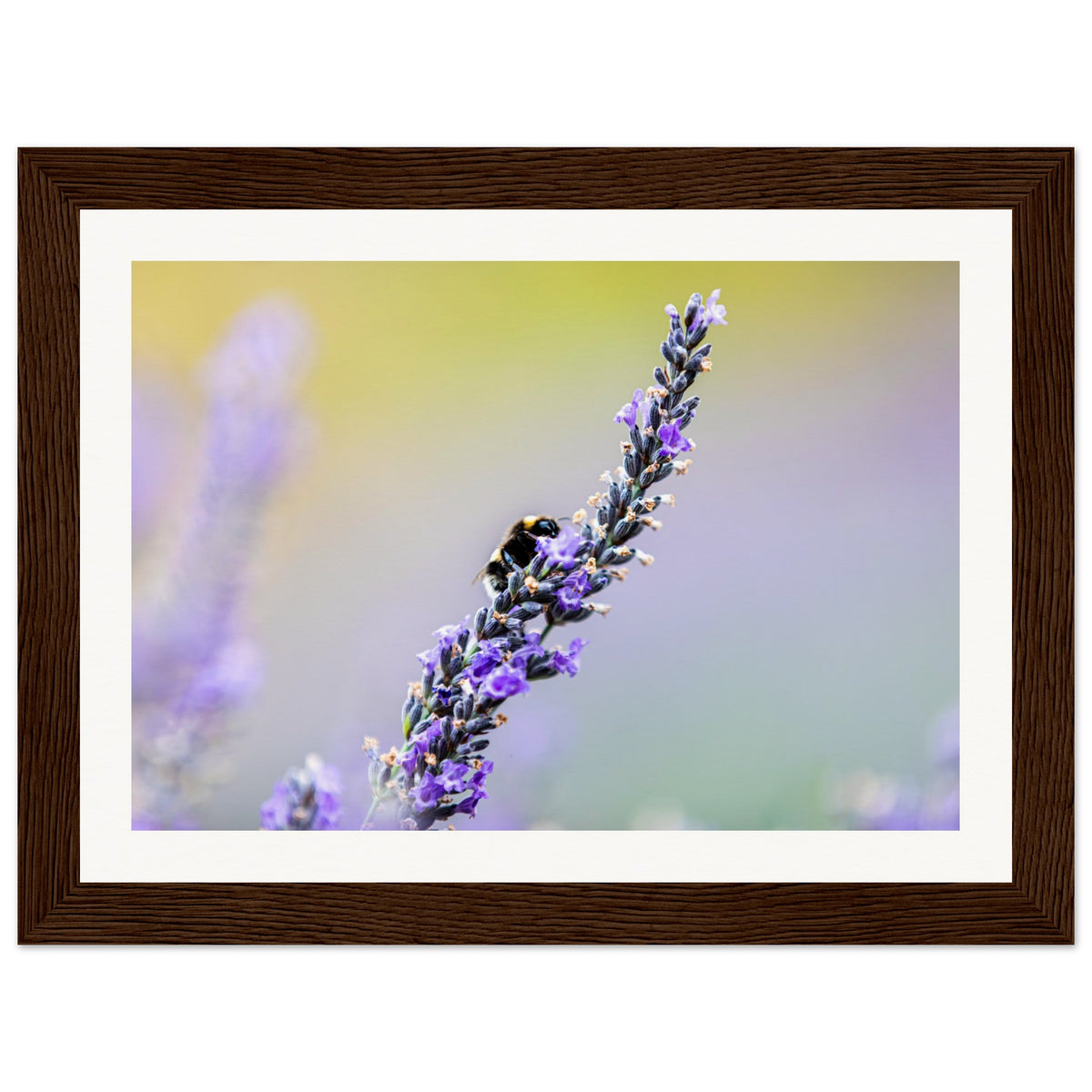 Elegant natural print of a bee feeding on lavender blossoms.

