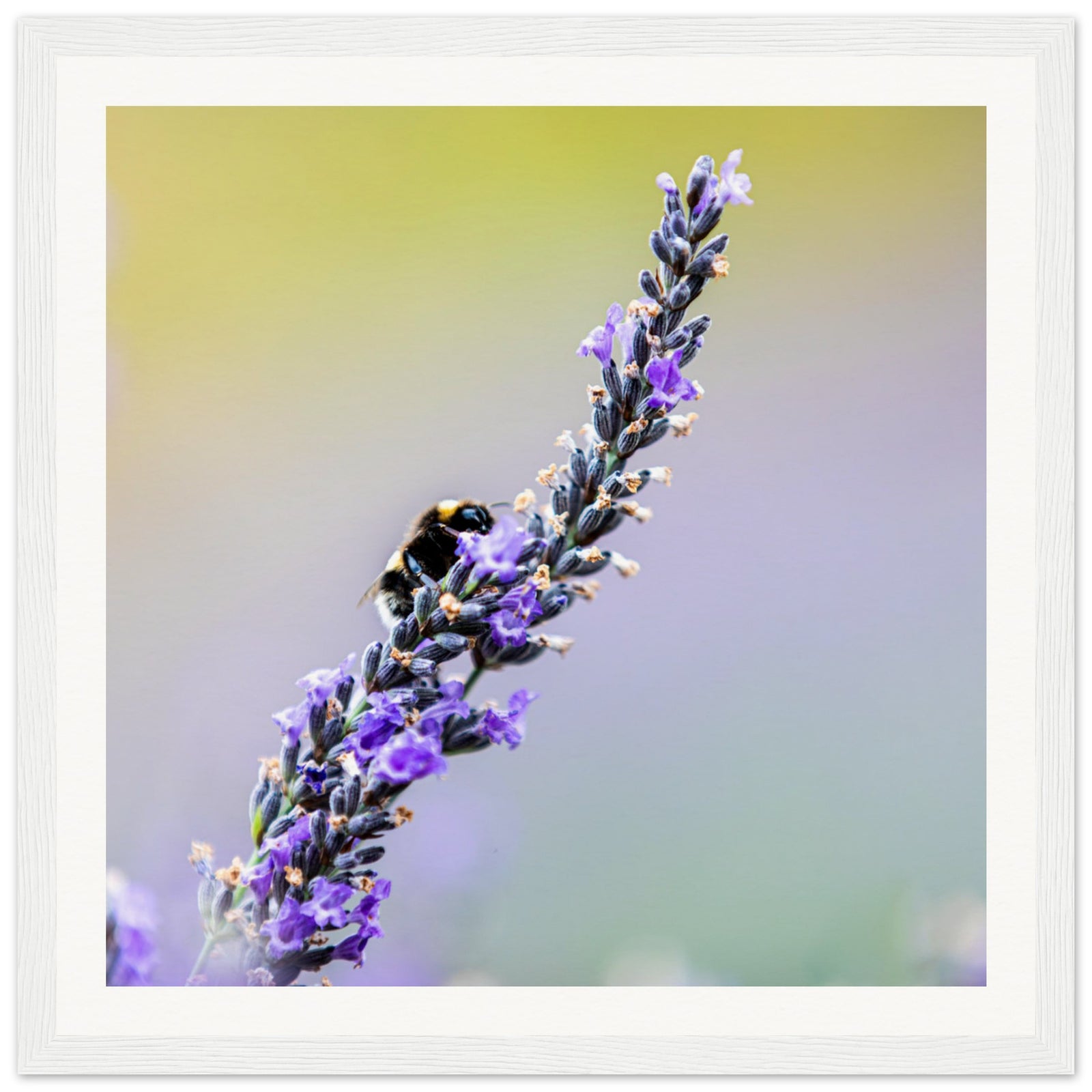 A bee gathering nectar from lavender in a pastel garden scene.

