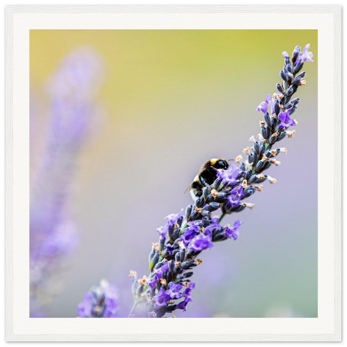 Bee feeding on lavender in a bright and airy botanical frame.

