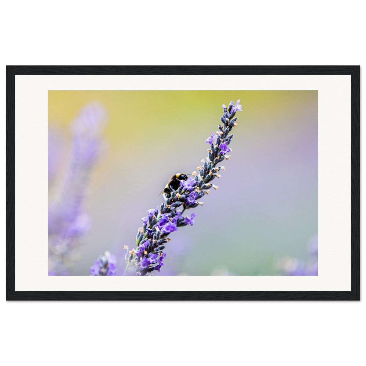 Delicate bee on lavender spike framed for botanical decor.

