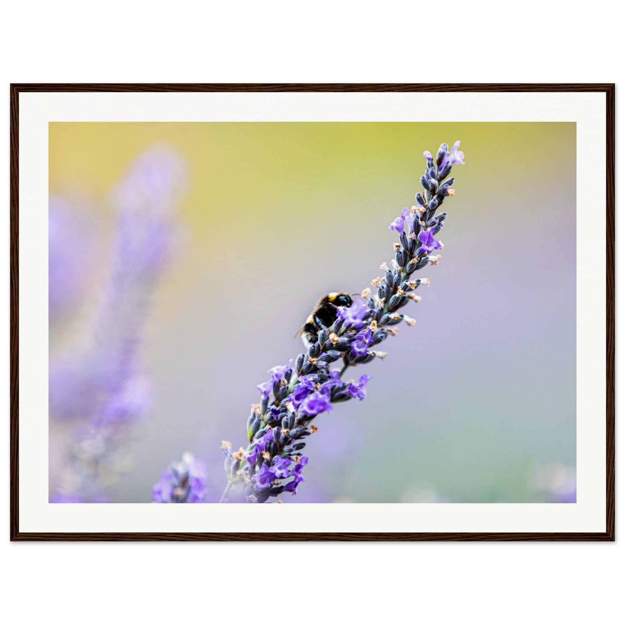 Bee nestled on a violet lavender flower in a nature portrait.

