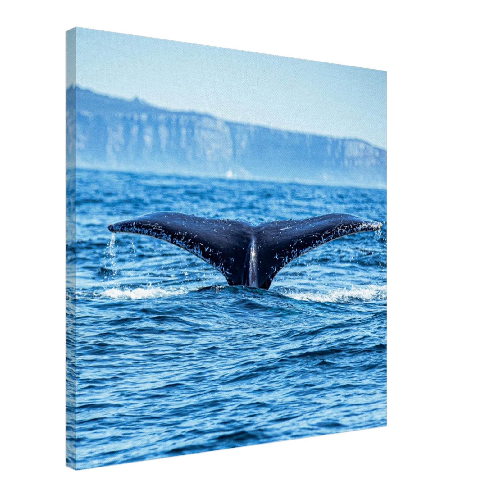 Close-up of whale tail just before it disappears into the sea

