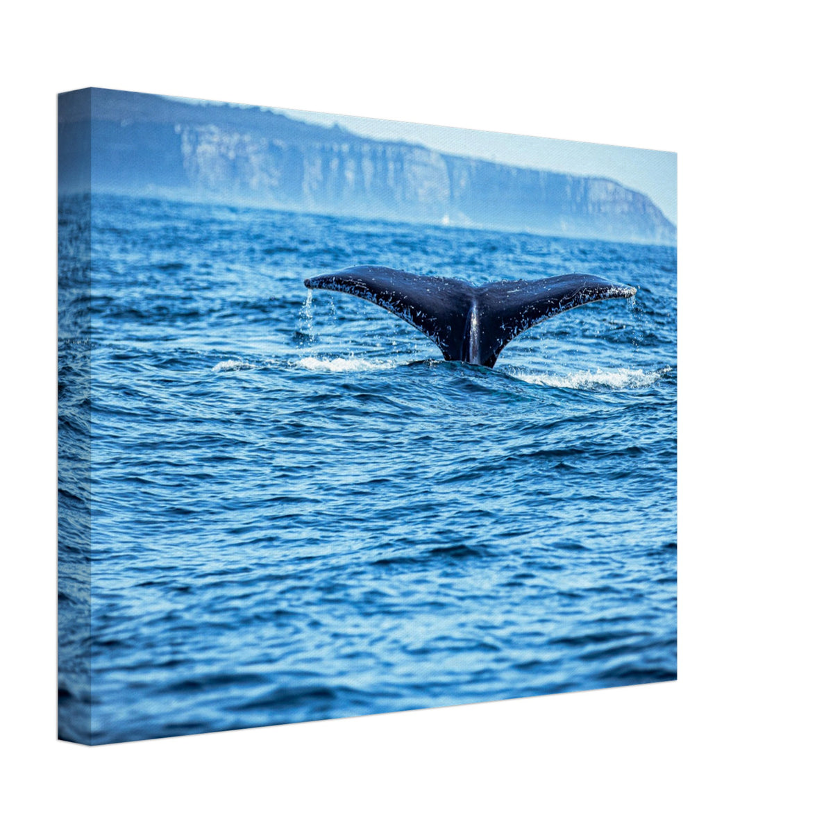 Whale diving back into ocean, tail fin raised

