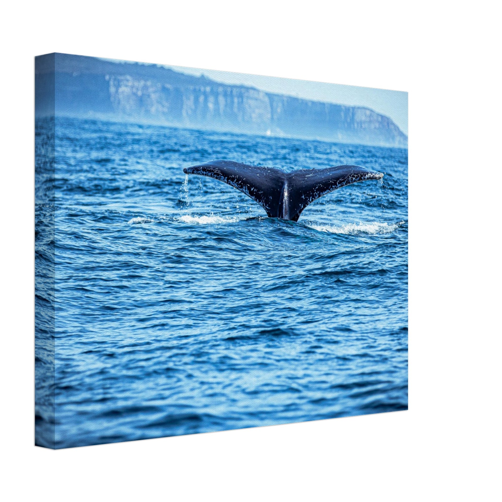 Whale diving back into ocean, tail fin raised

