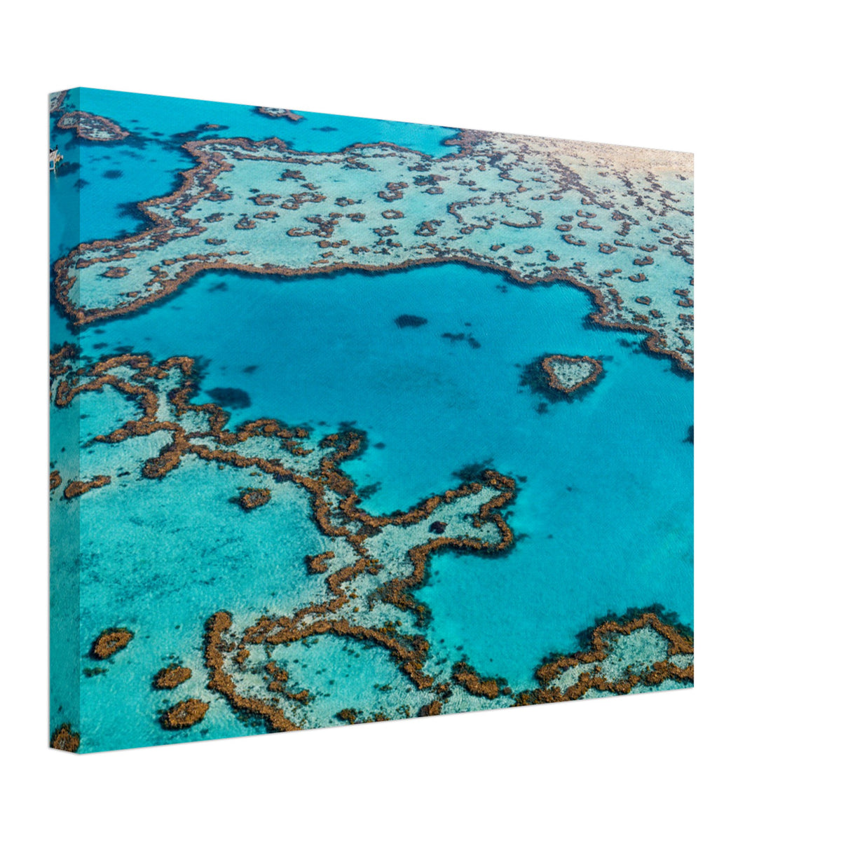 A heart-shaped coral stands out in the turquoise sea.

