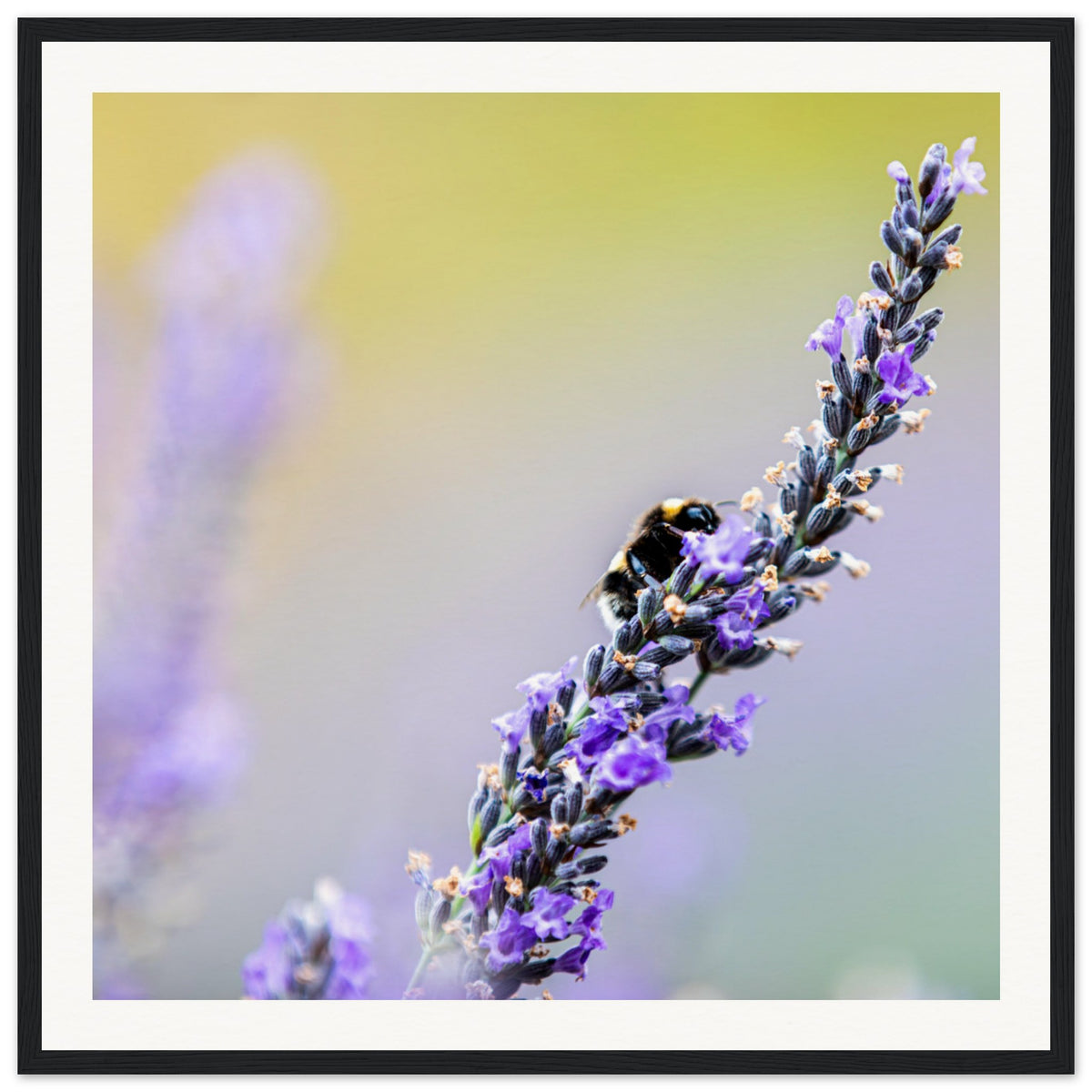 A black and yellow bee perched on lavender in a delicate wall print.

