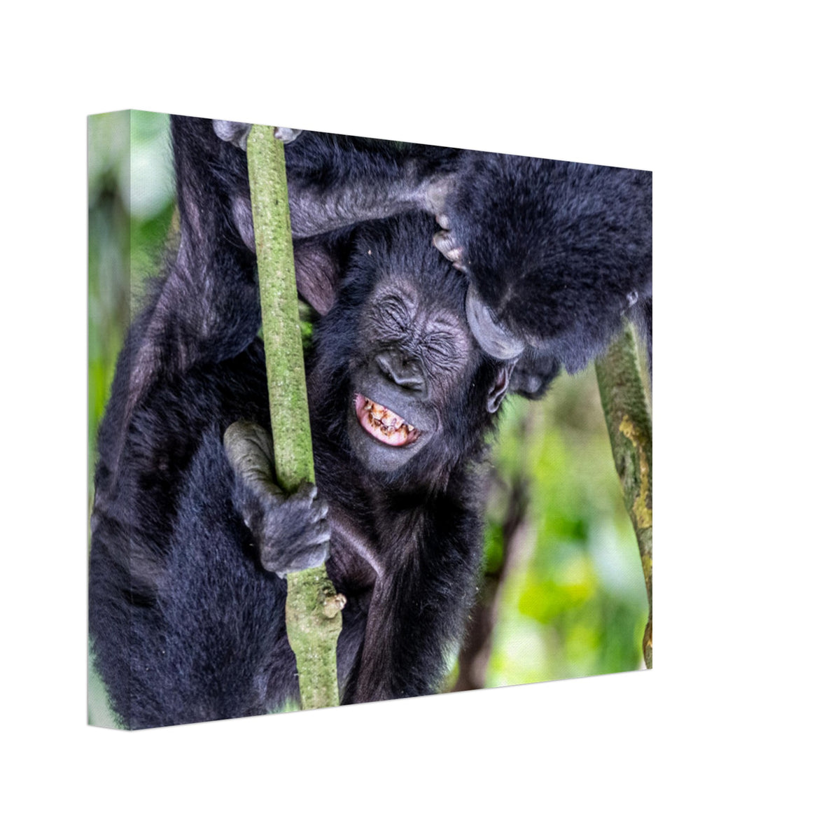 Gorilla showing teeth in what looks like a happy expression.

