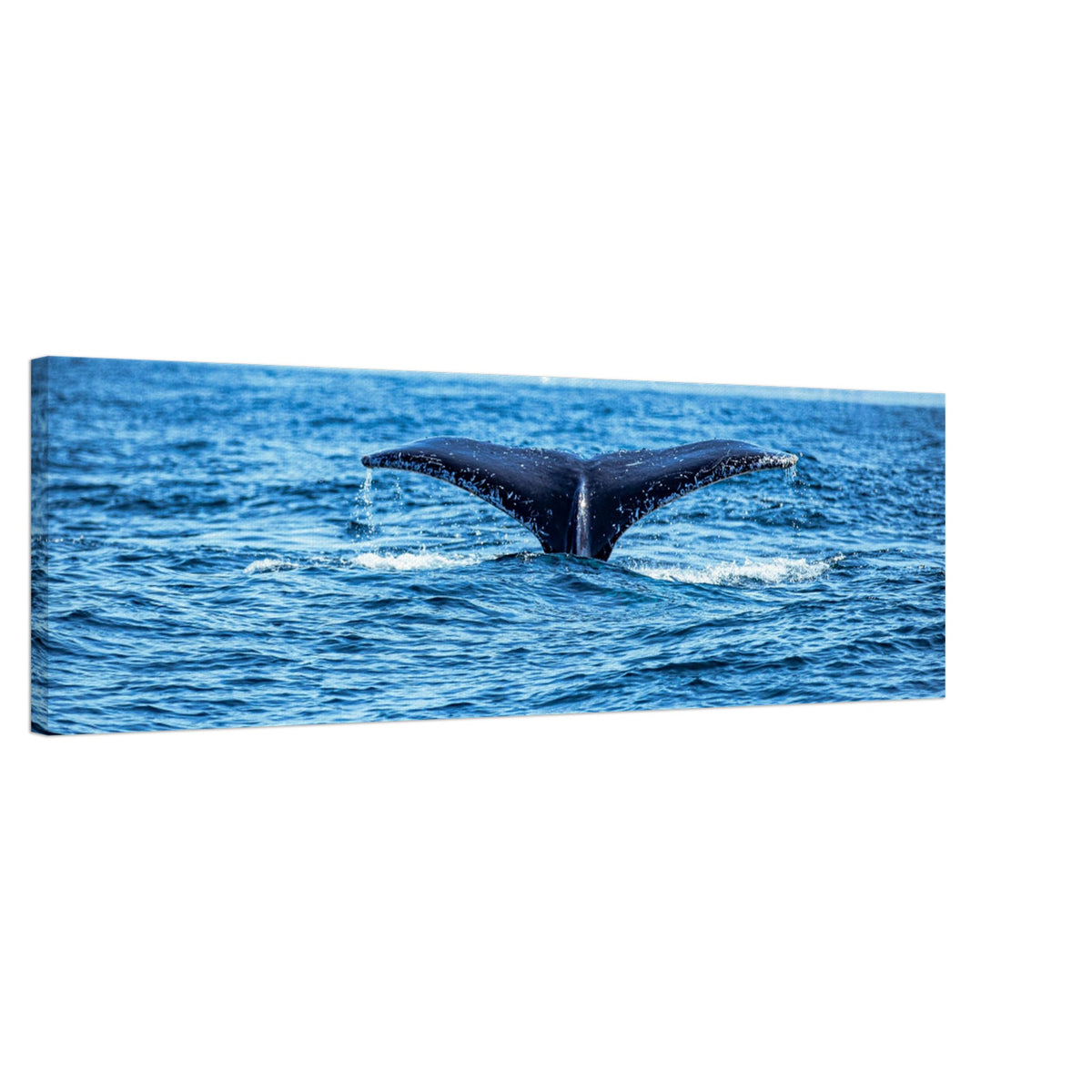 Humpback whale fluke captured in mid-dive

