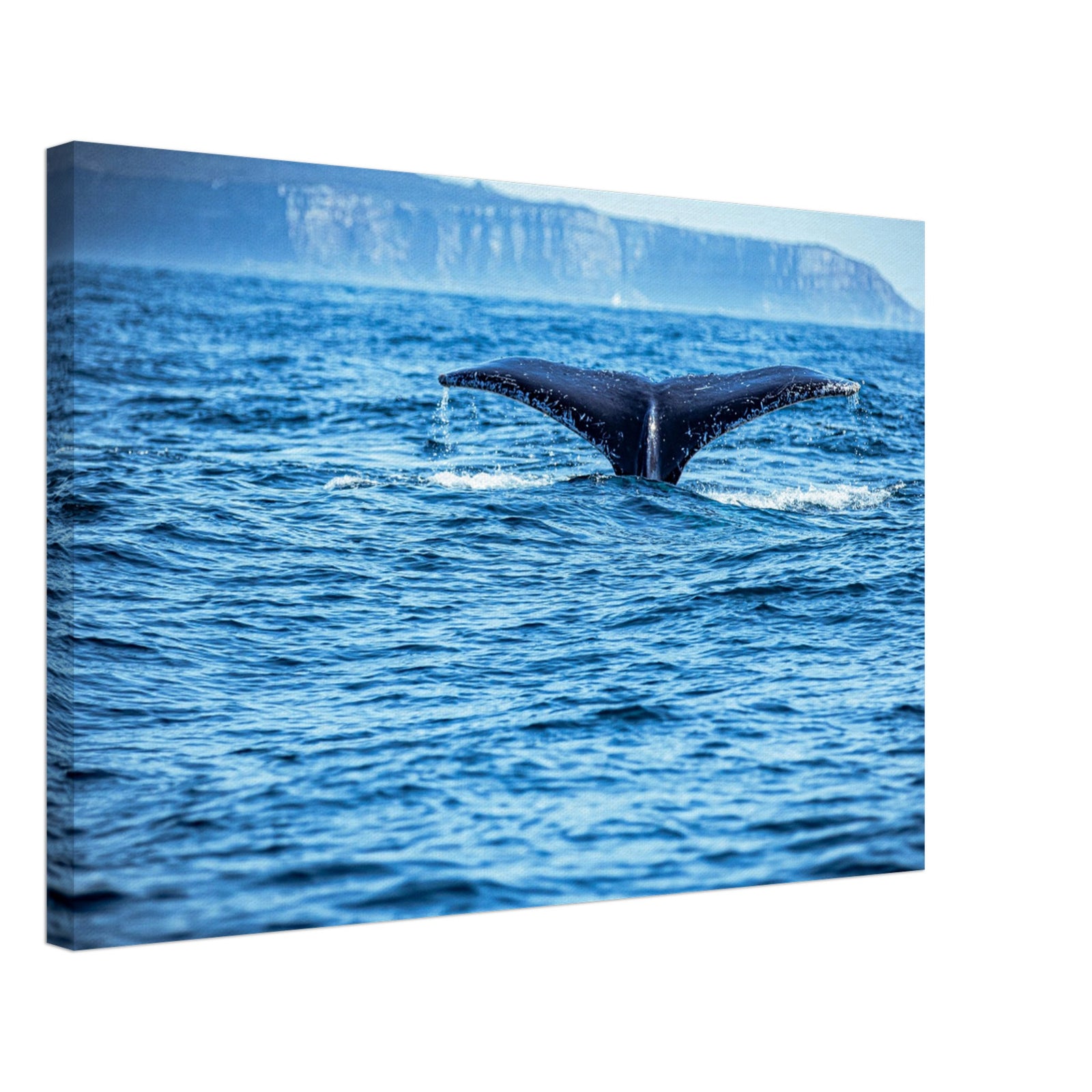 Whale completing a deep dive in turquoise waters

