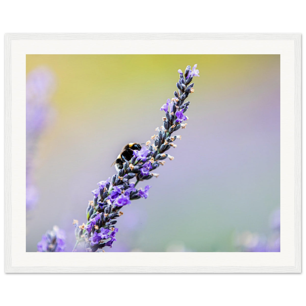 Framed botanical image featuring a bee on purple lavender.

