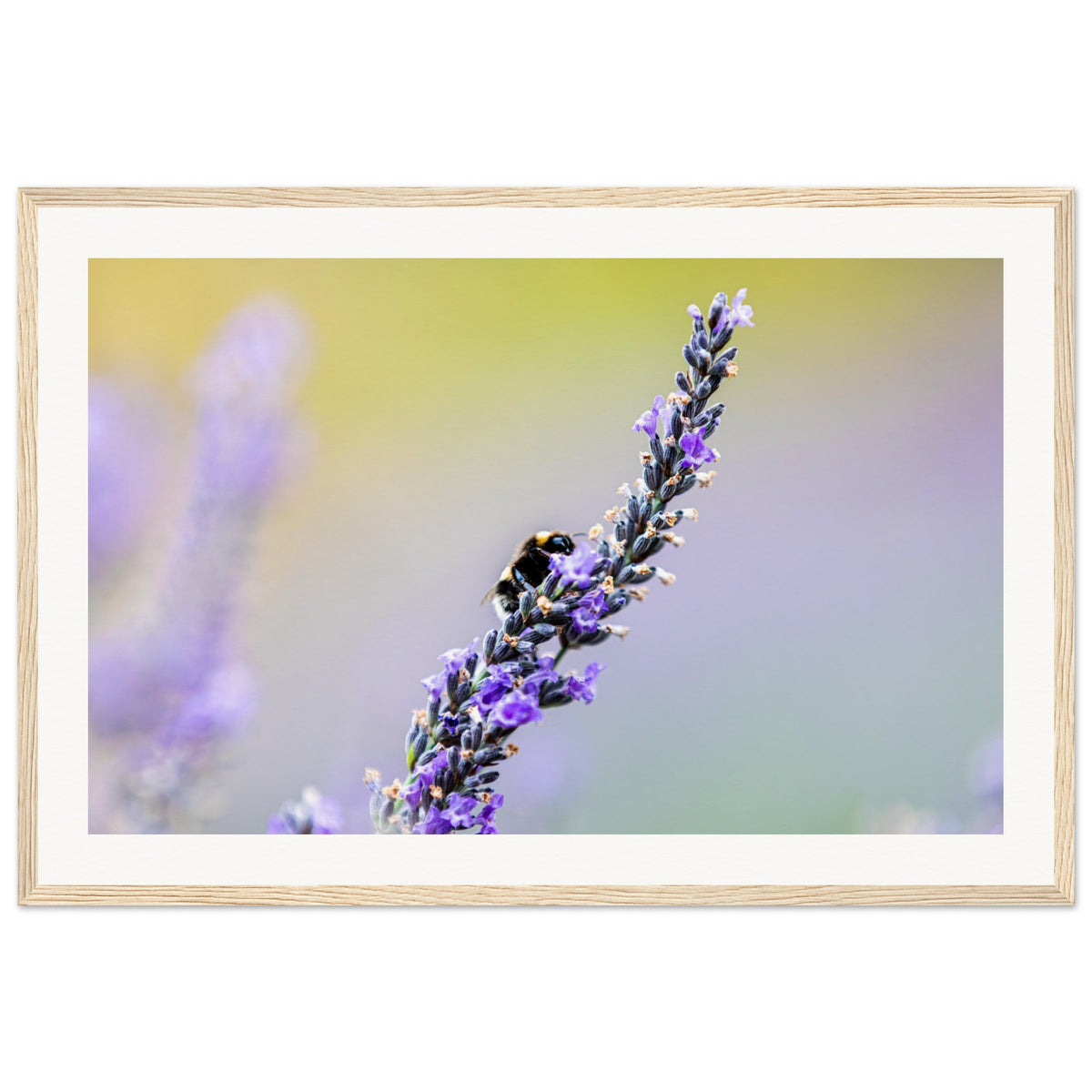 Framed lavender and bee macro with natural light and pastel hues.

