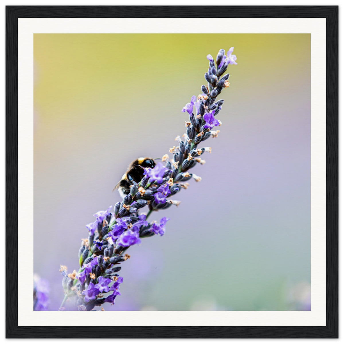 Framed image of a pollinator on lavender in full bloom.

