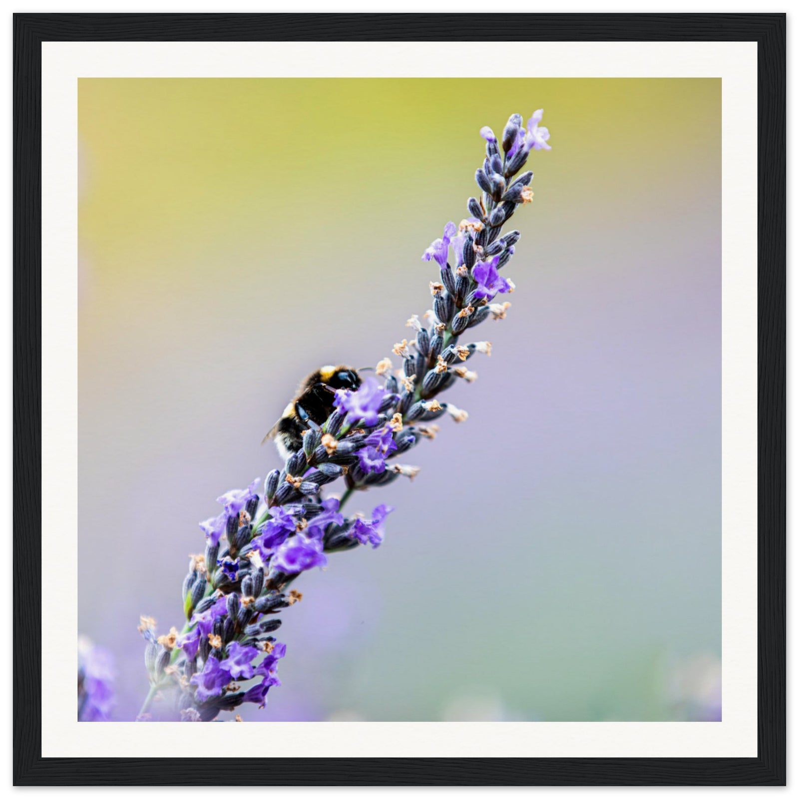 Framed image of a pollinator on lavender in full bloom.

