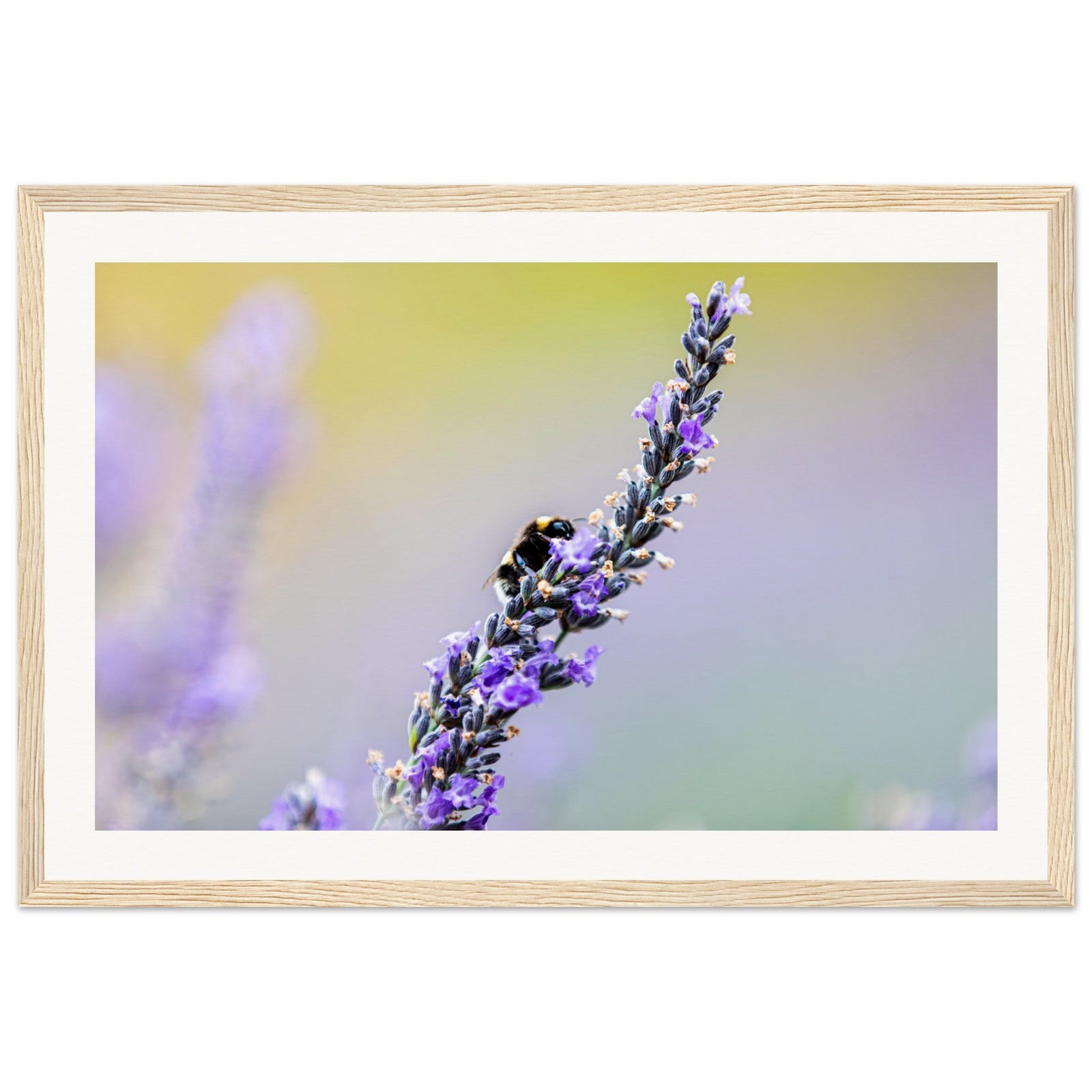 Framed photograph of a honeybee hovering over lavender.

