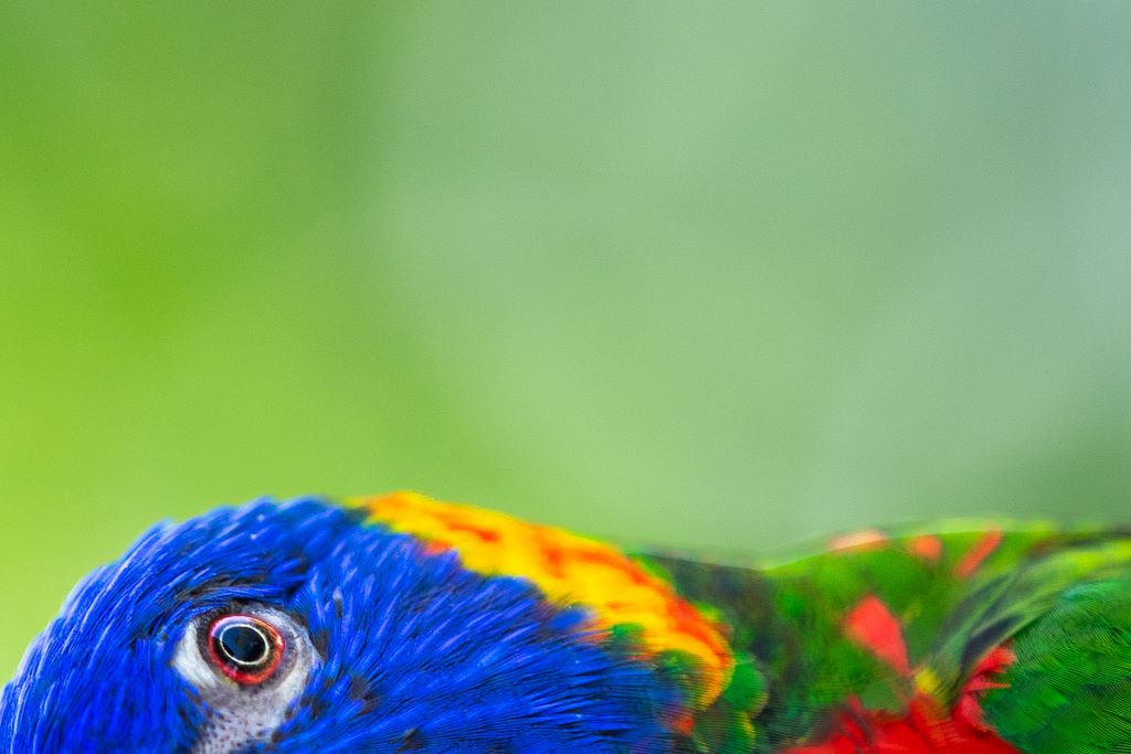 half multicolor parrot